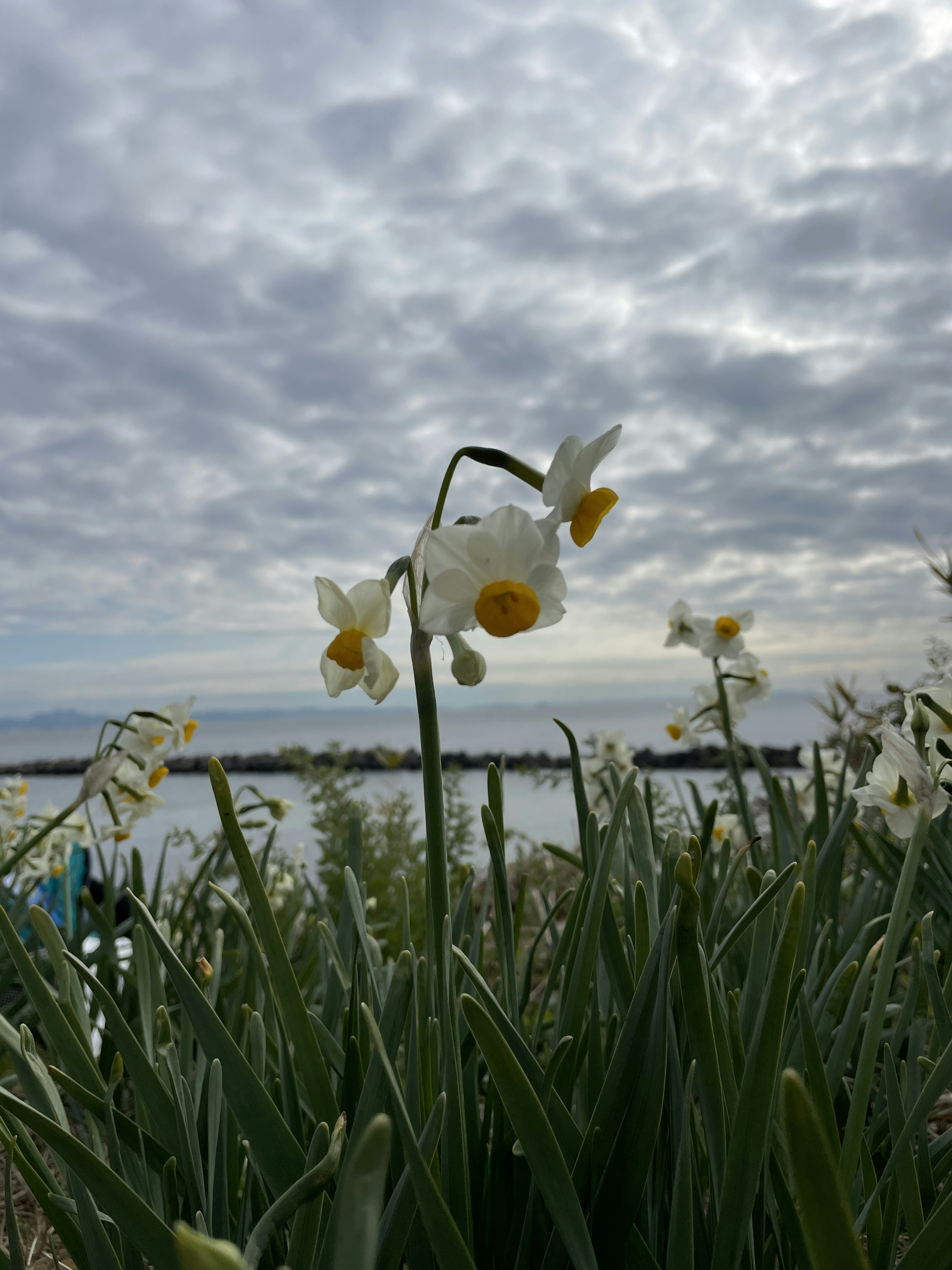 Bunga daffodil putih mekar di bawah langit biru dengan awan