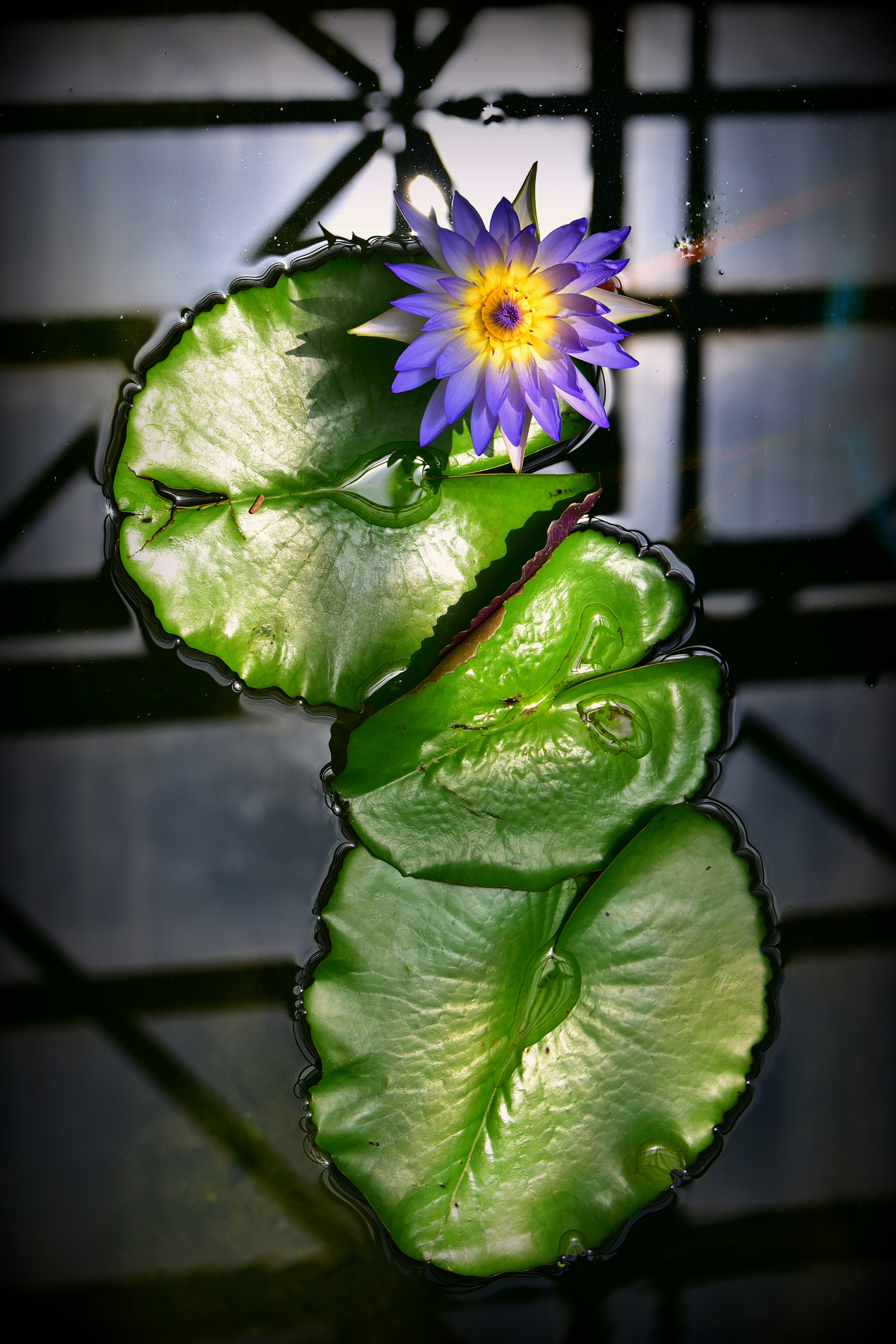 水面に浮かぶ緑の葉と青紫の花が特徴のハス