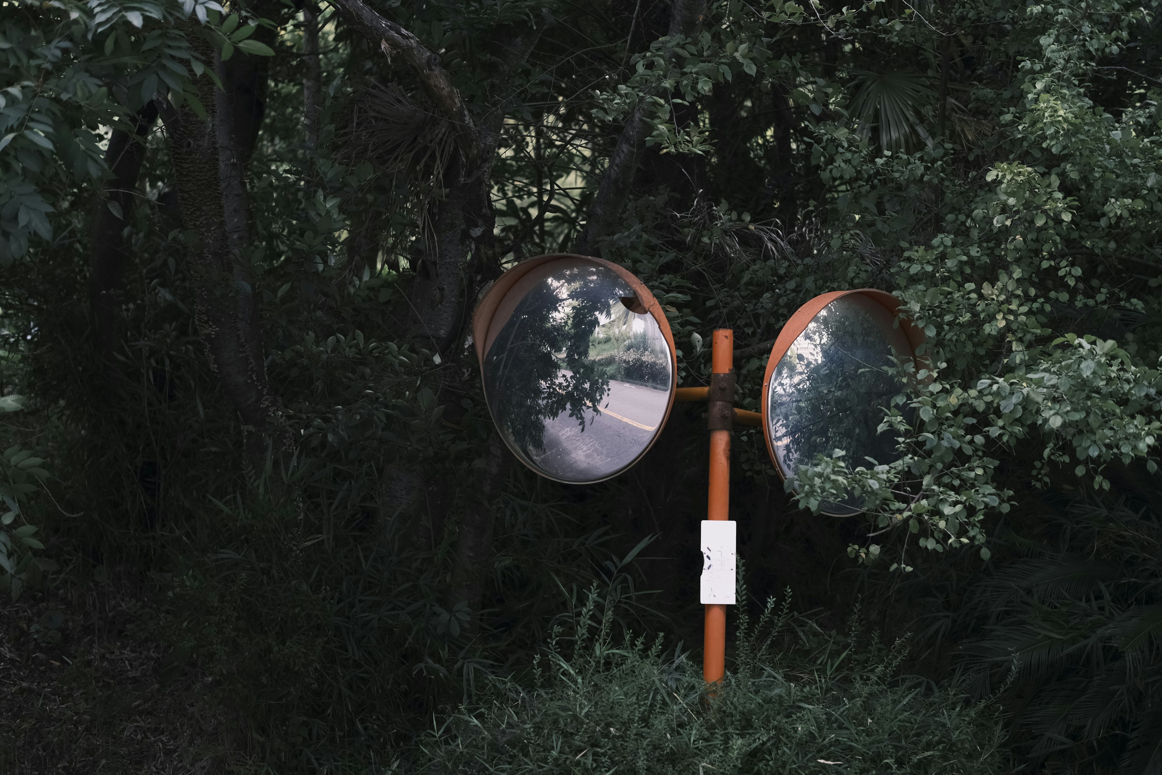 A striking image featuring large mirror-like objects surrounded by trees