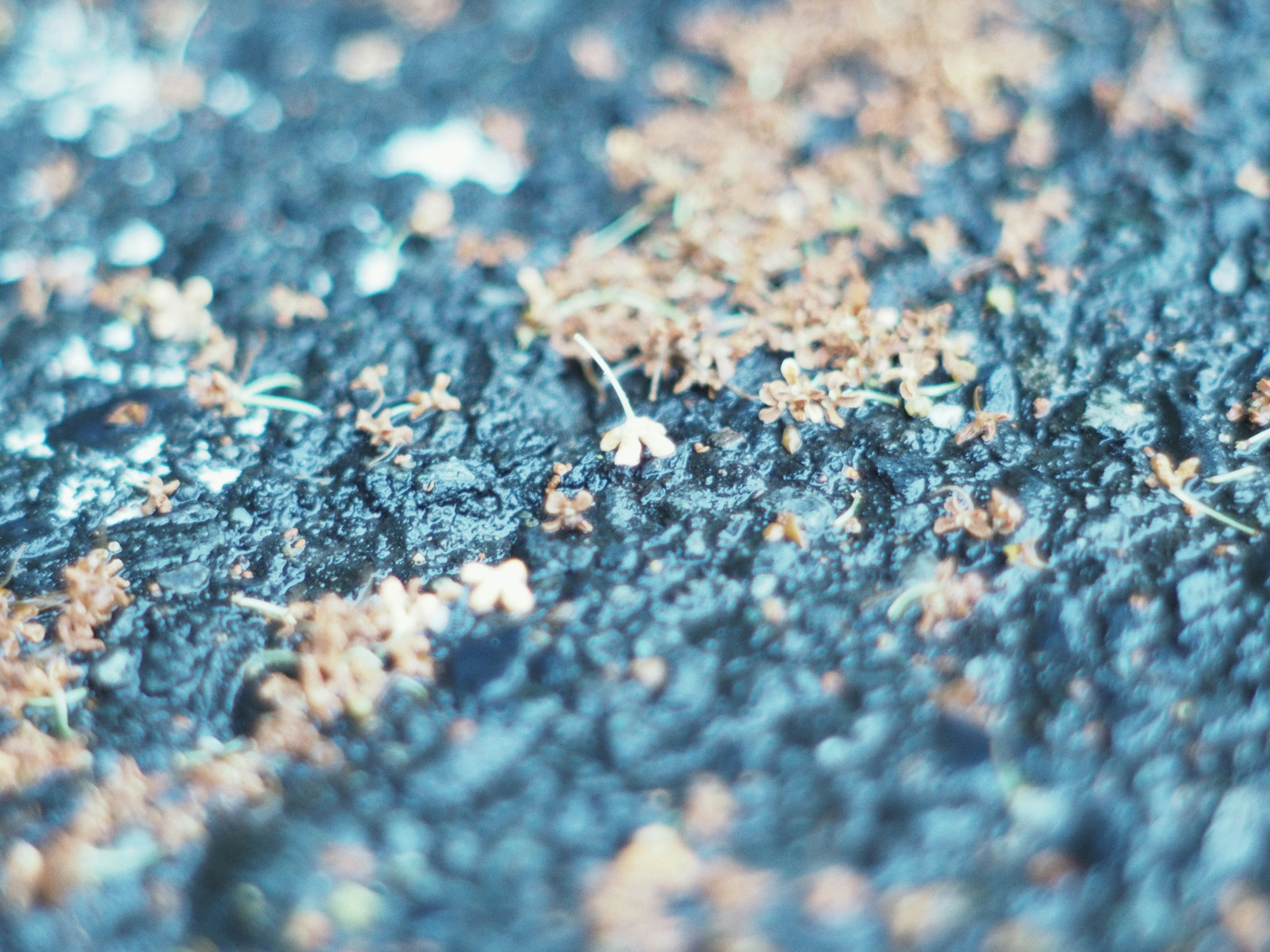 Texture featuring blue background with brown moss and small plants scattered