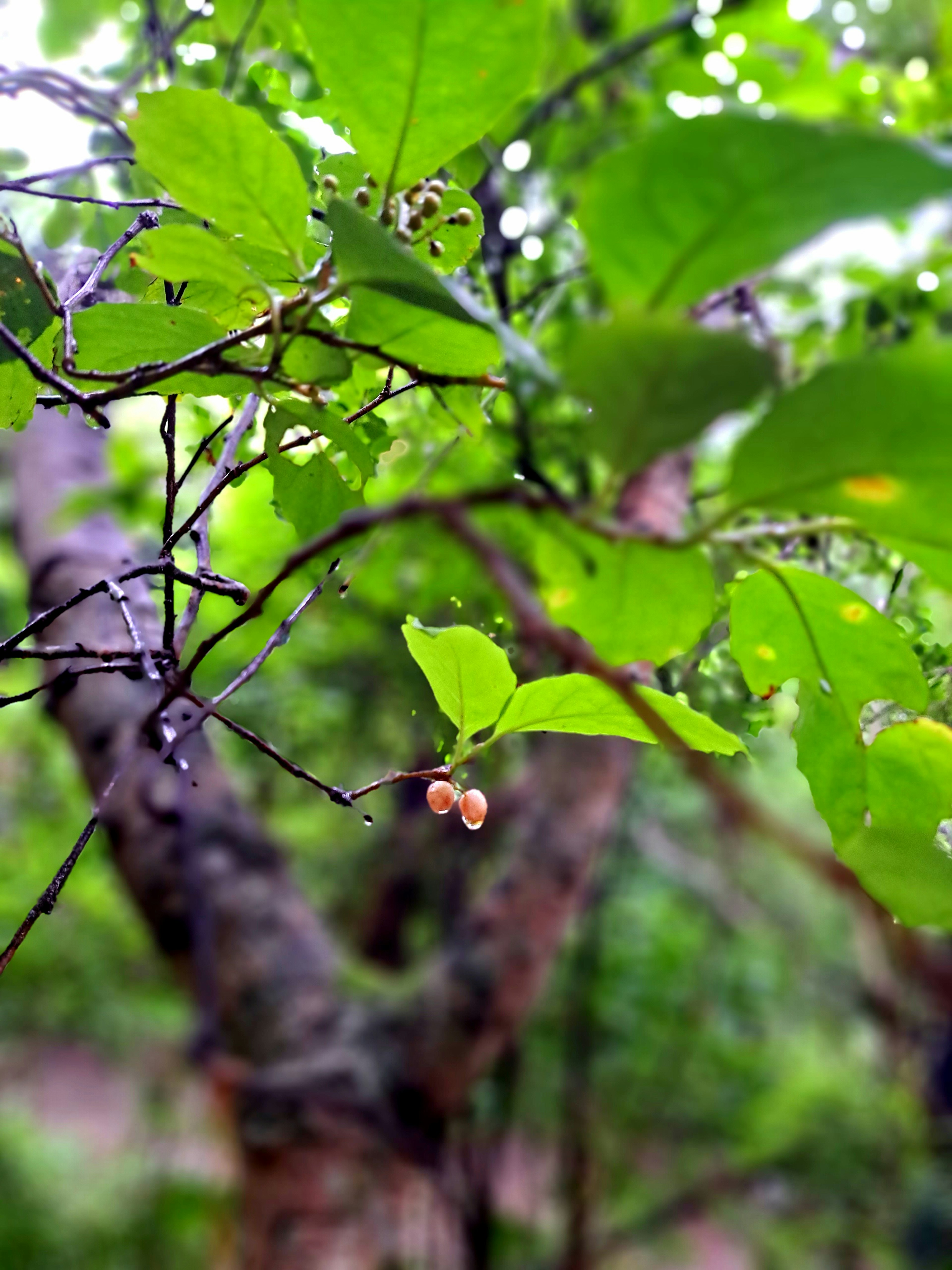 Close-up of a tree branch with green leaves and small fruits