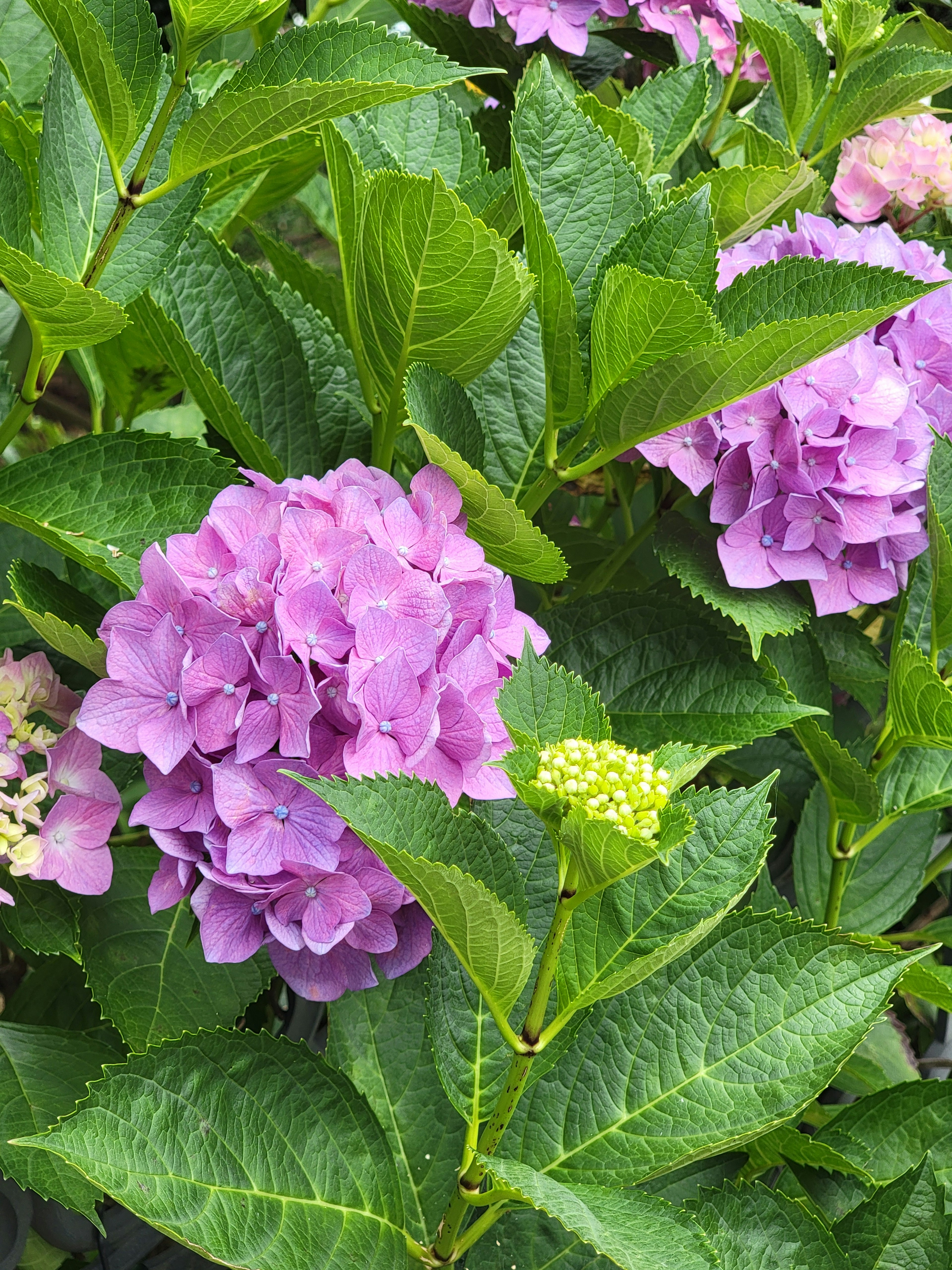 Fiori di ortensia viola circondati da foglie verdi lussureggianti