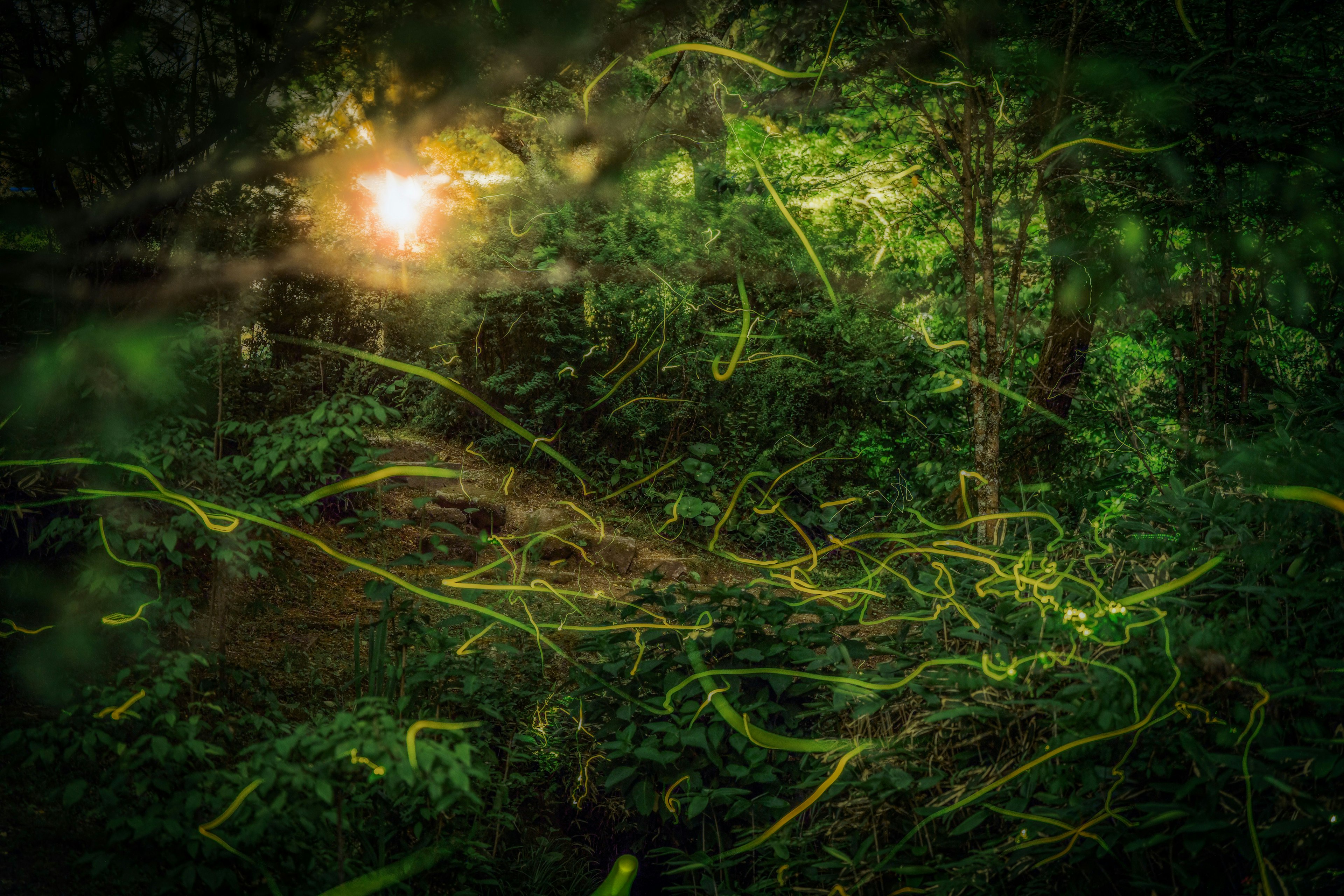 Glowing fireflies in a lush green forest with soft sunlight