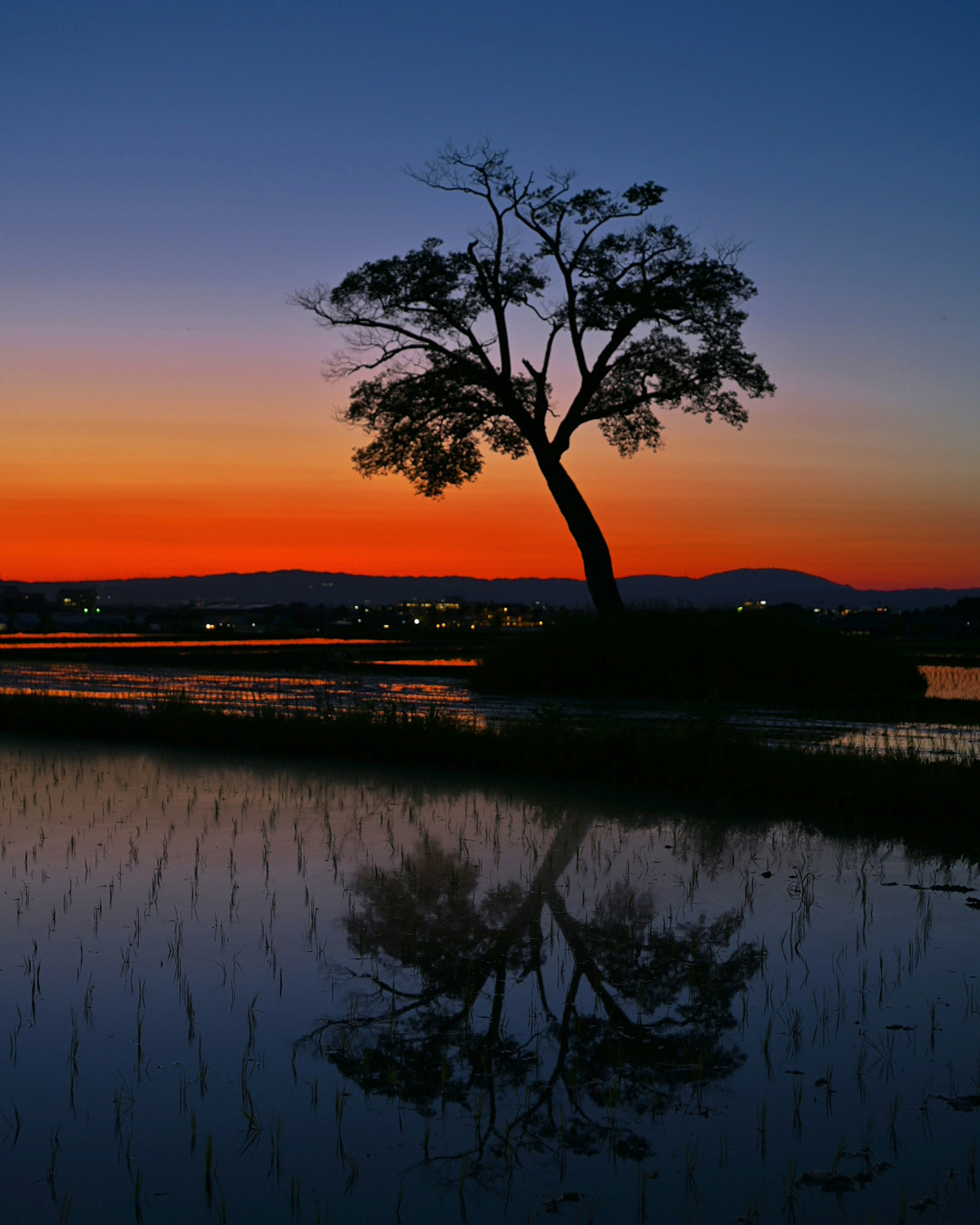 Ein einsamer Baum silhouettiert gegen einen lebhaften Sonnenuntergang mit seinem Spiegelbild im Wasser