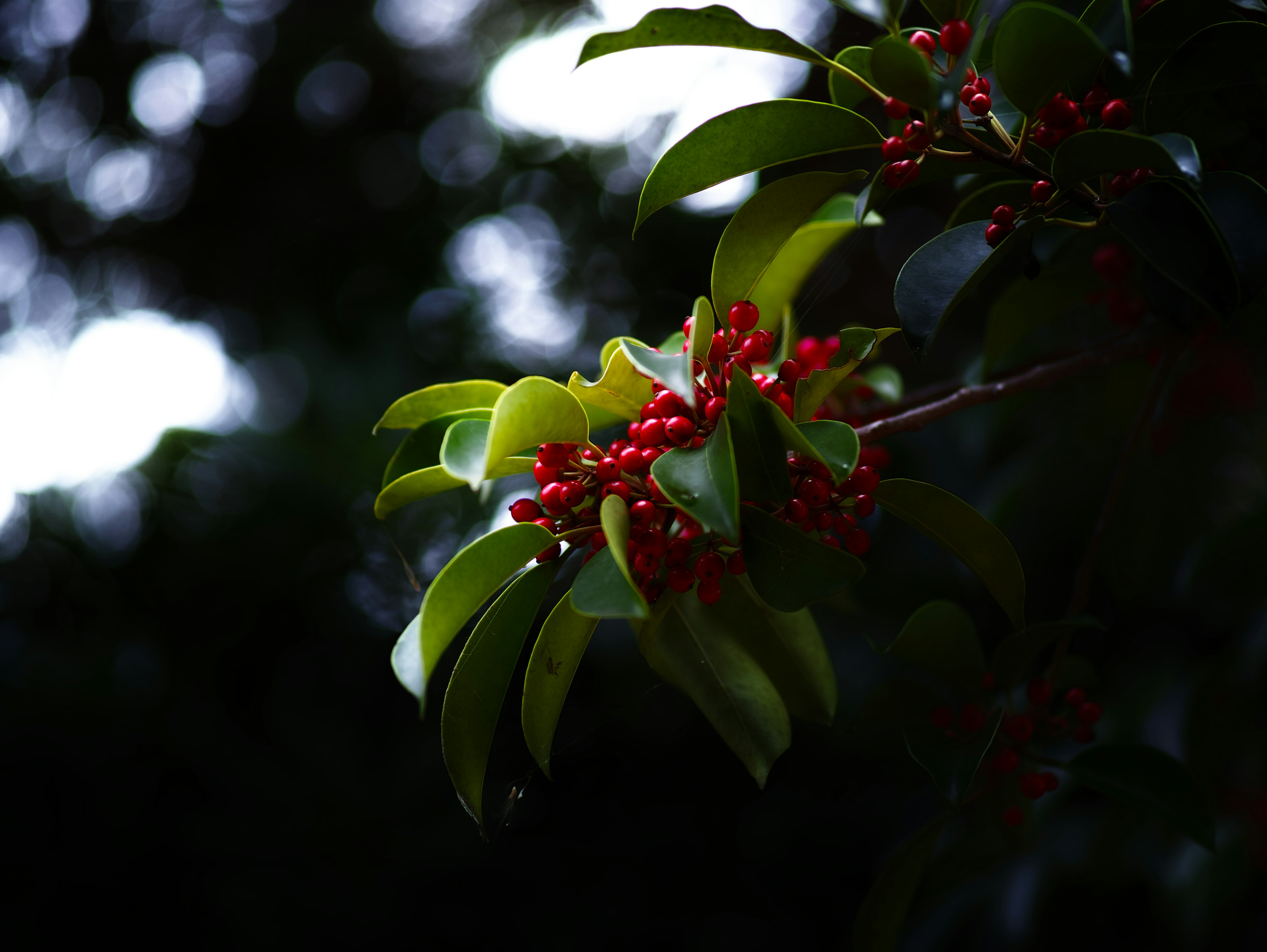 Close-up daun hijau dengan buah merah di latar belakang gelap