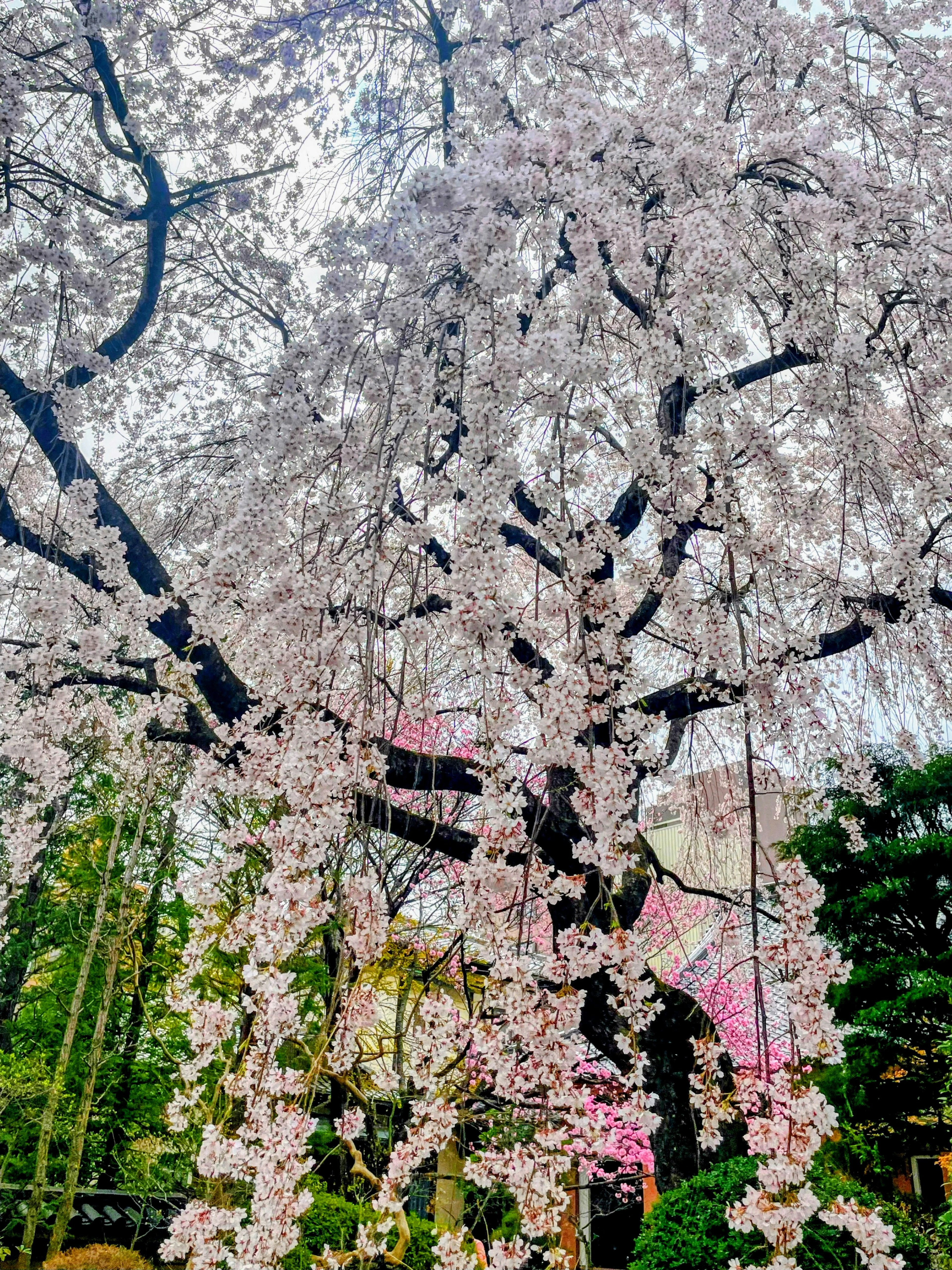 一棵美麗的櫻花樹，盛開著垂下的粉紅花朵