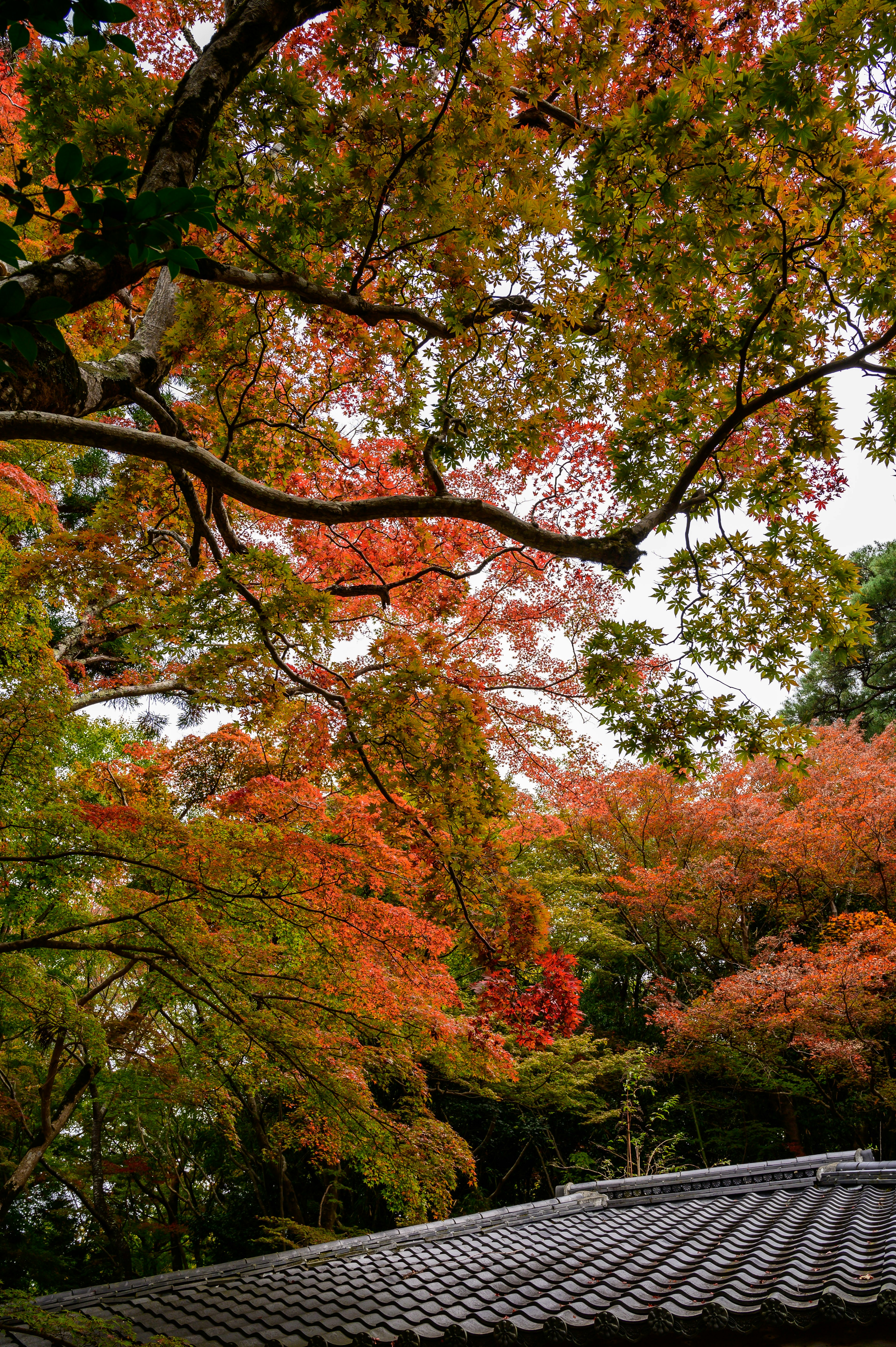 秋の紅葉に彩られた木々と屋根の風景