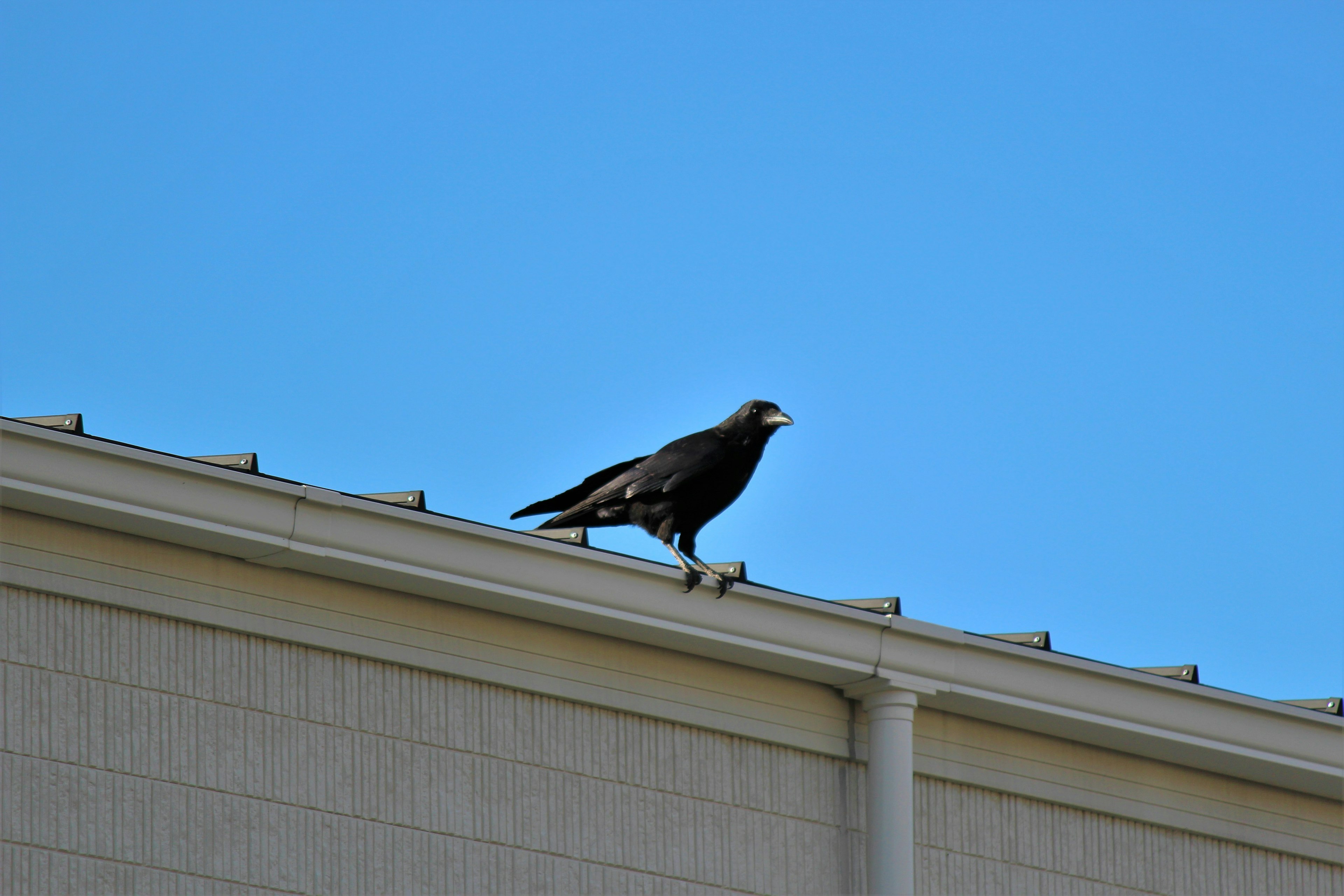 A black bird perched on a roof under a blue sky