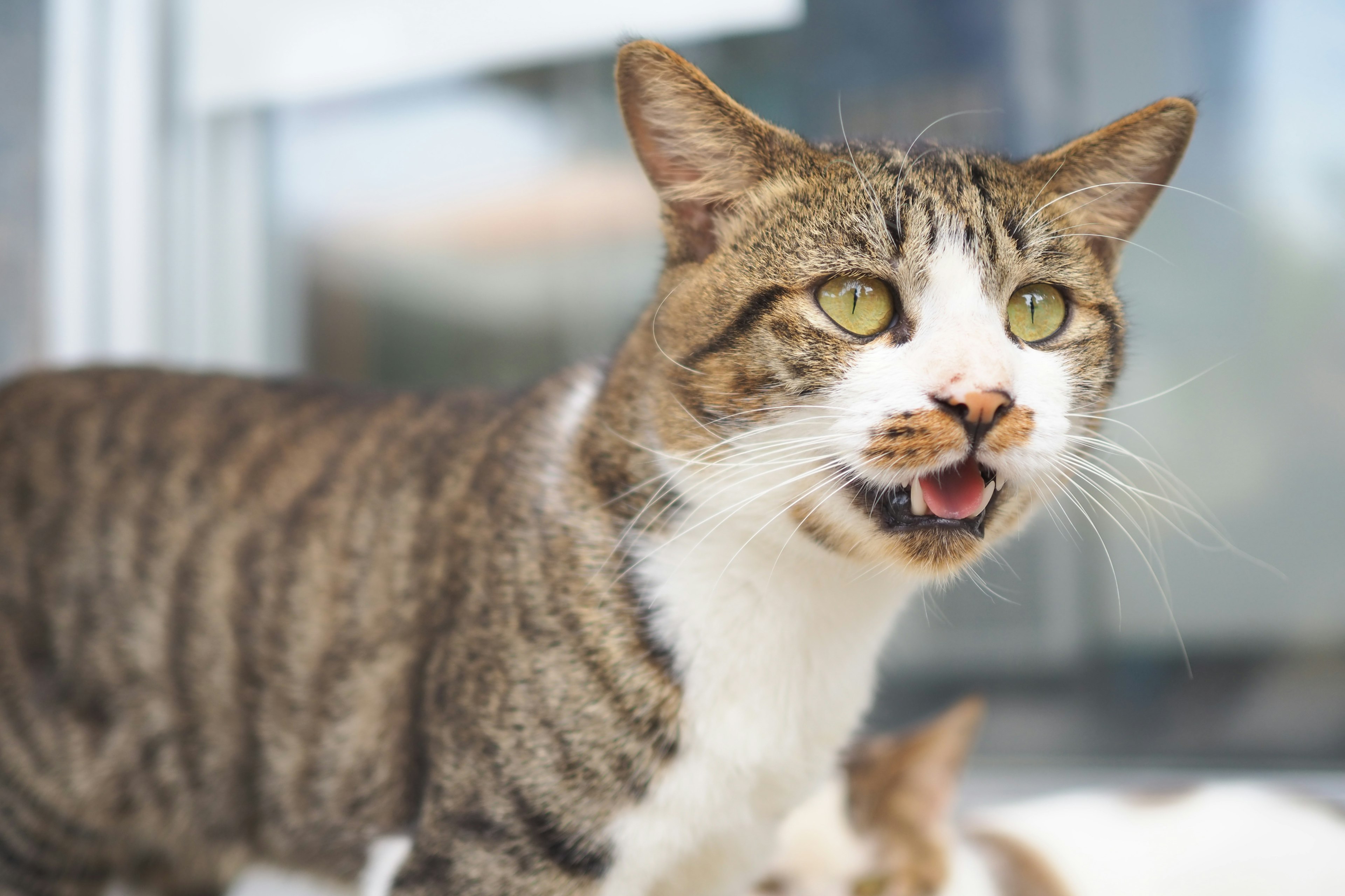 白い部分と茶色の縞模様を持つ猫が口を開けている