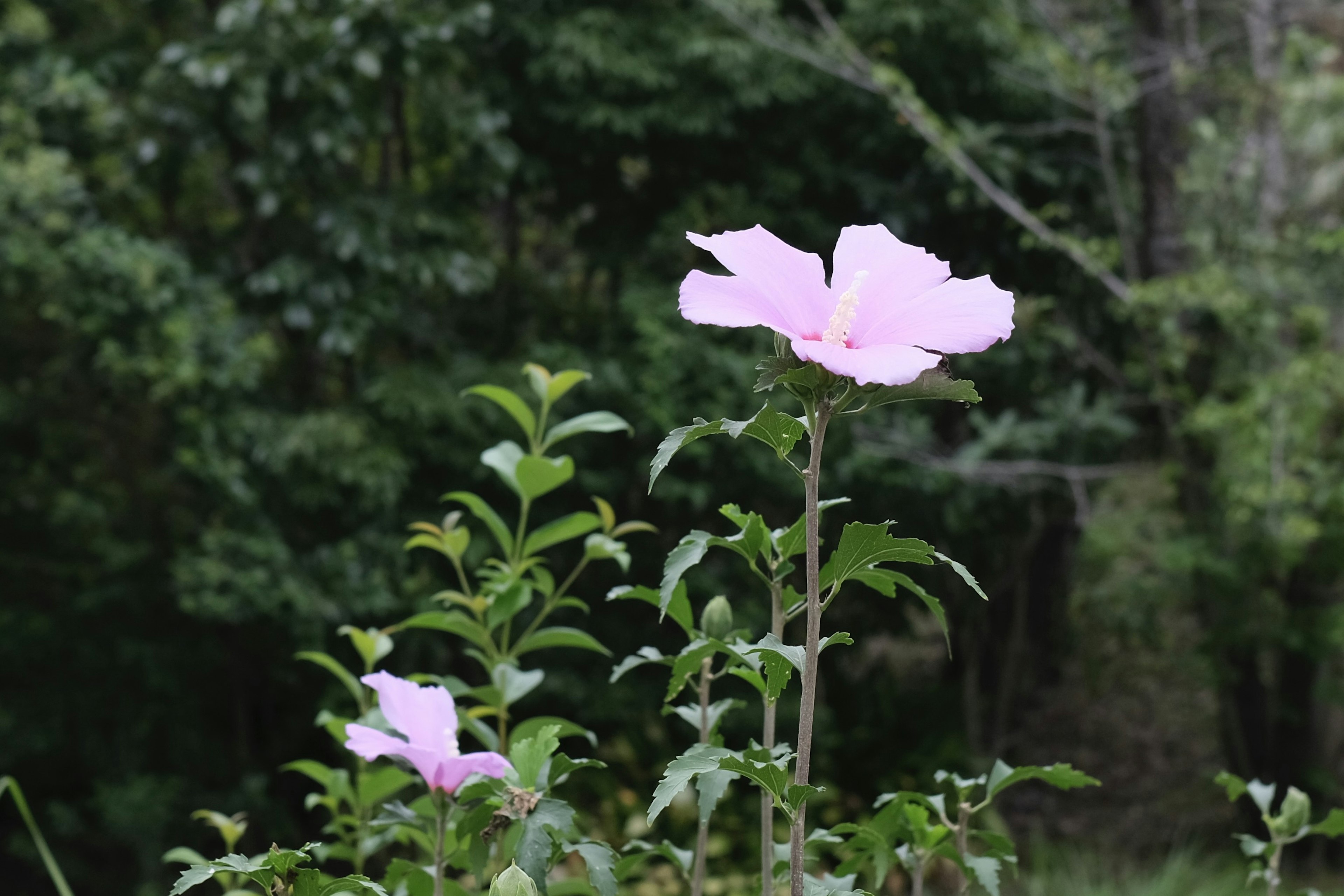 Fiori rosa delicati che crescono su uno sfondo verde