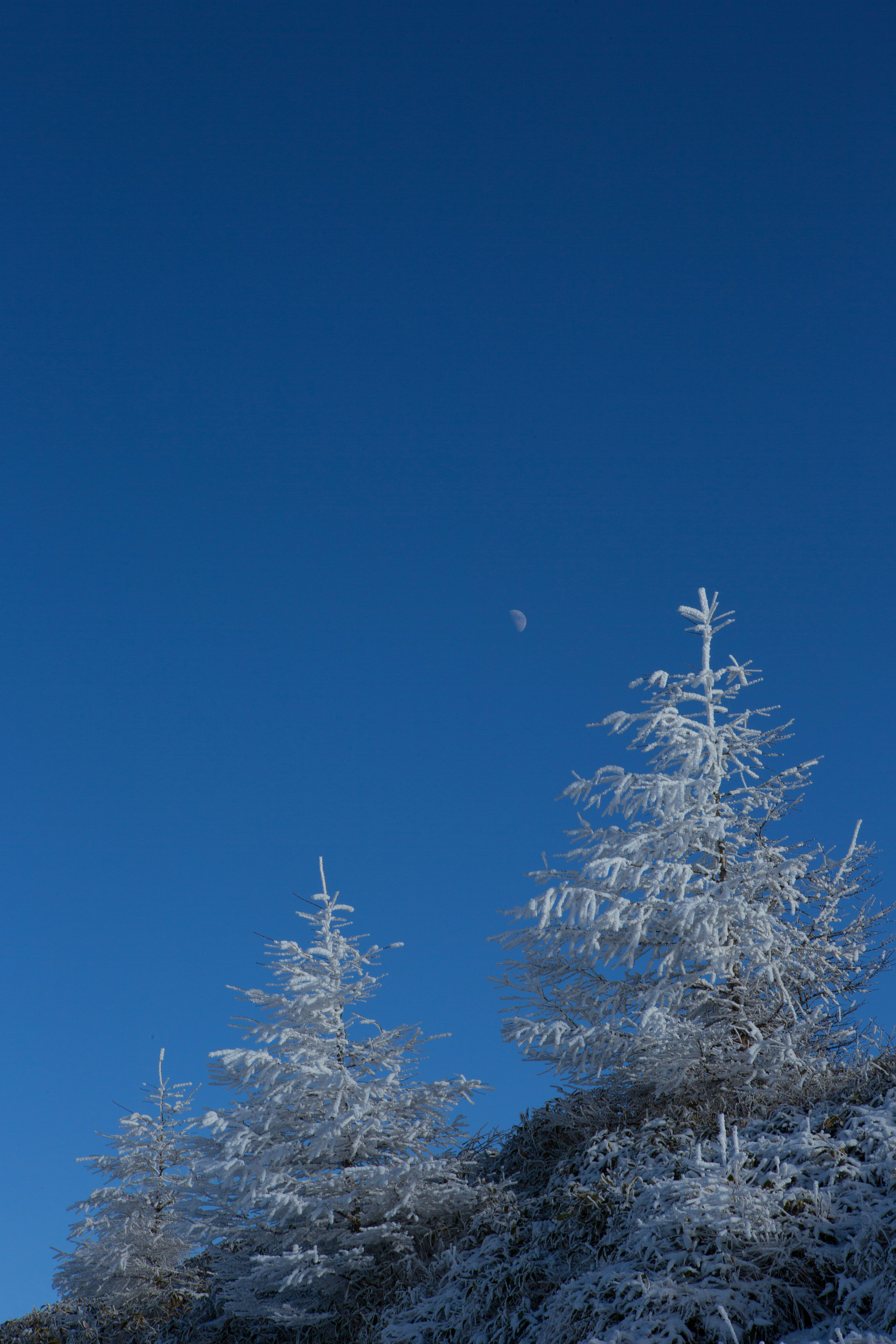 青空の下に雪で覆われた木々が見える