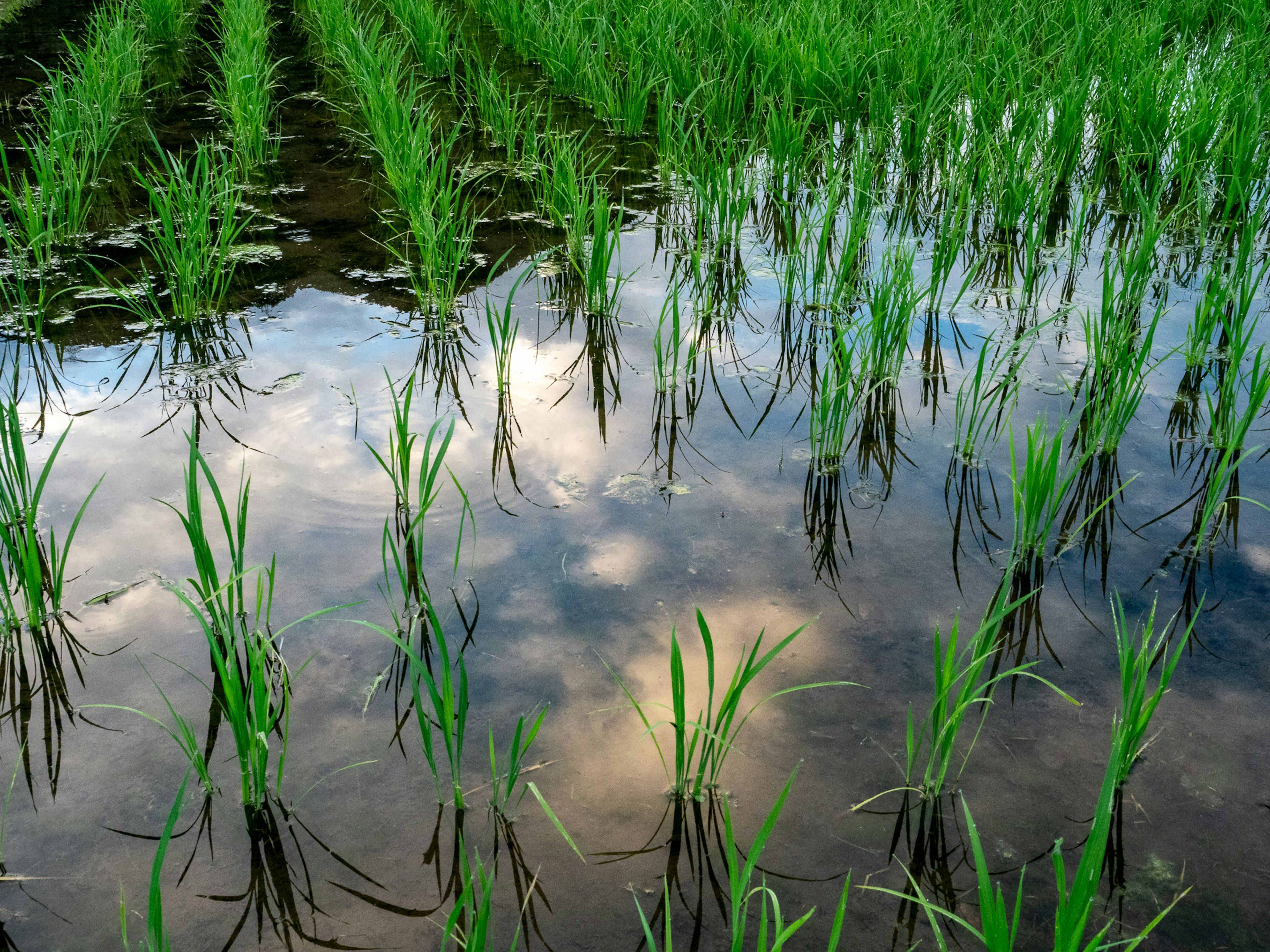 Lush green rice plants reflected in water with blue sky