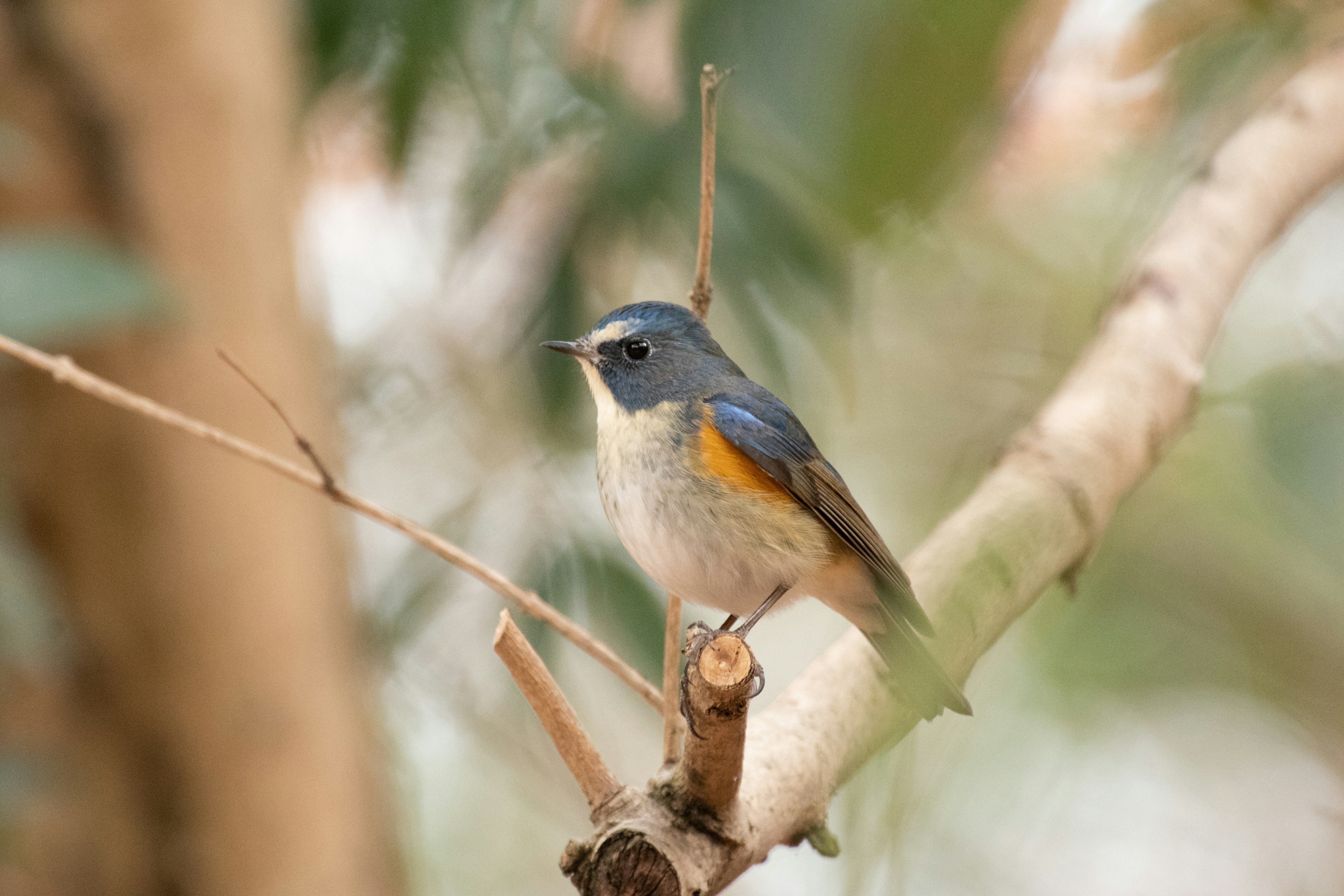 Ein kleiner Vogel mit blauen Federn und einem orangefarbenen Bauch, der auf einem Ast sitzt