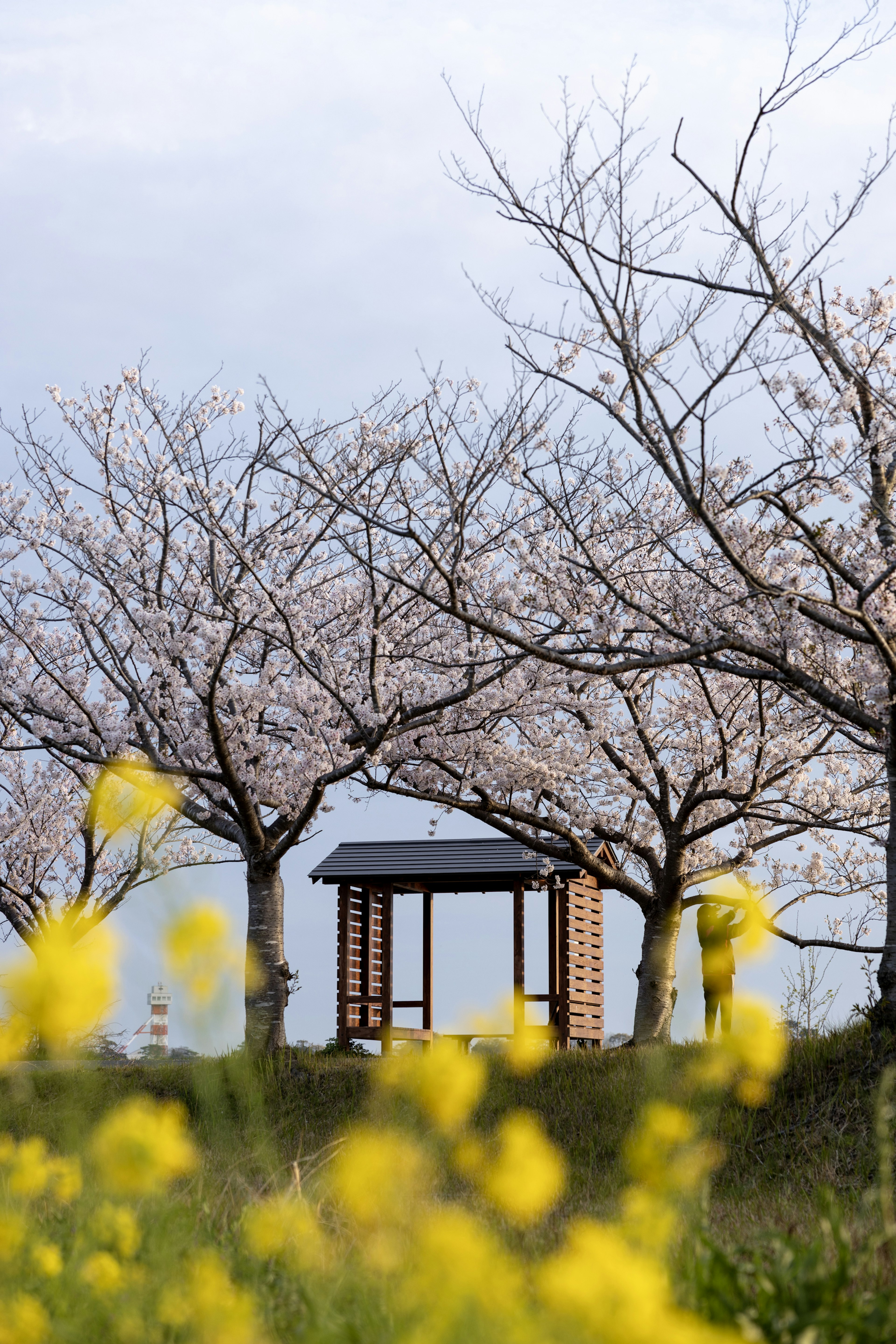 桜の木と黄色い花が咲く風景にある小屋