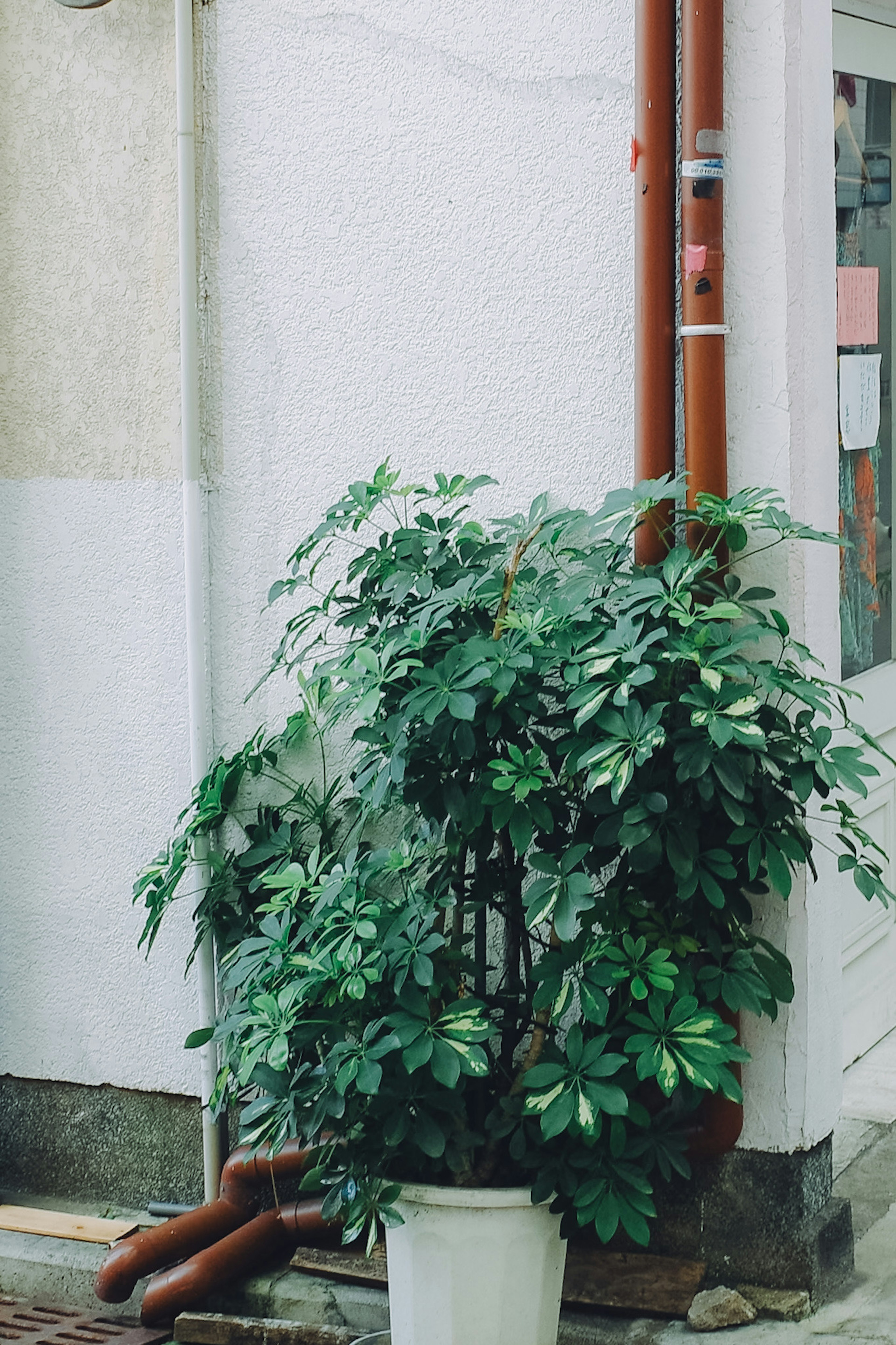 白い壁の近くに置かれた緑豊かな観葉植物