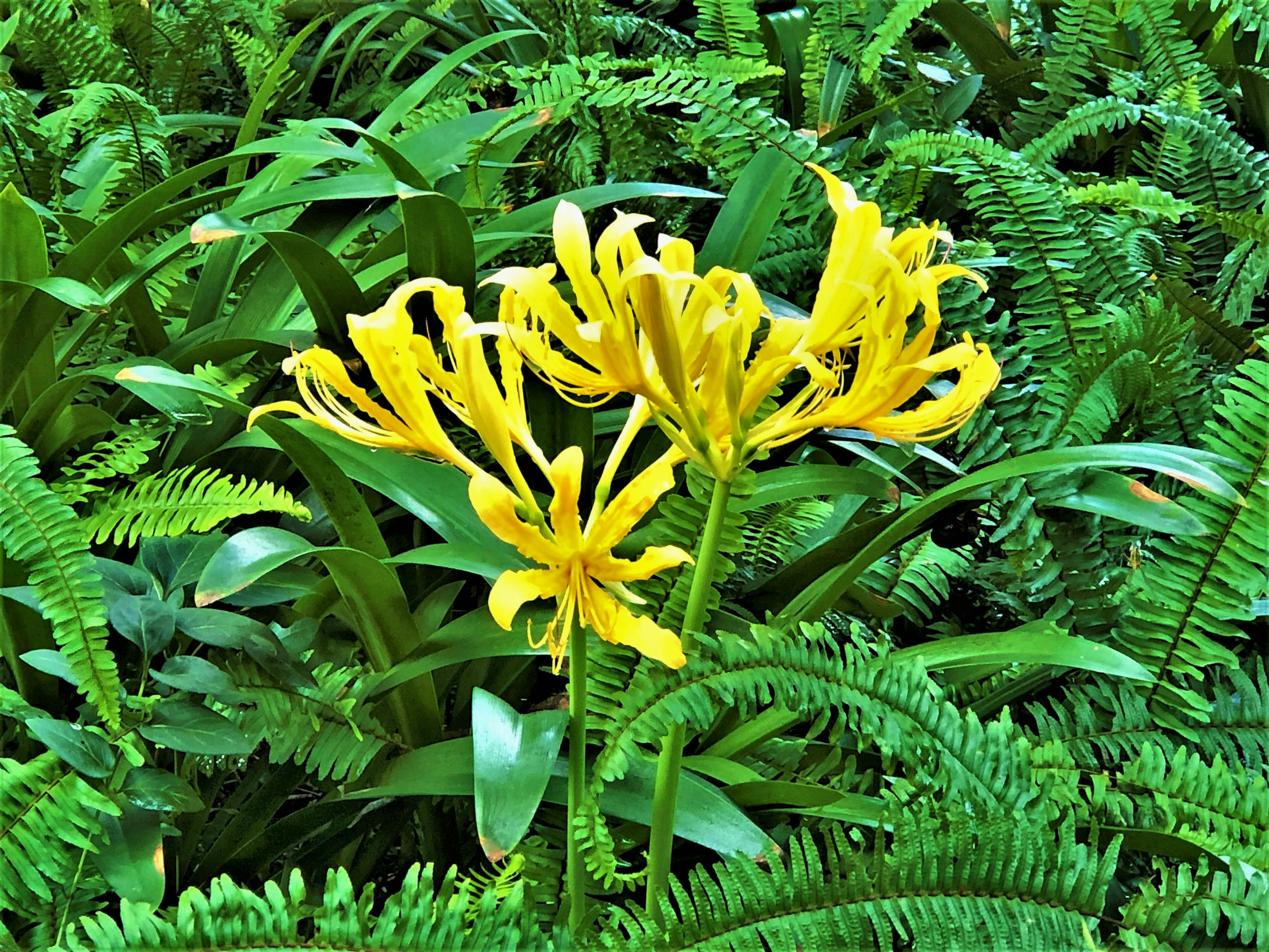 鮮やかな黄色の花が緑のシダの間に咲いている風景