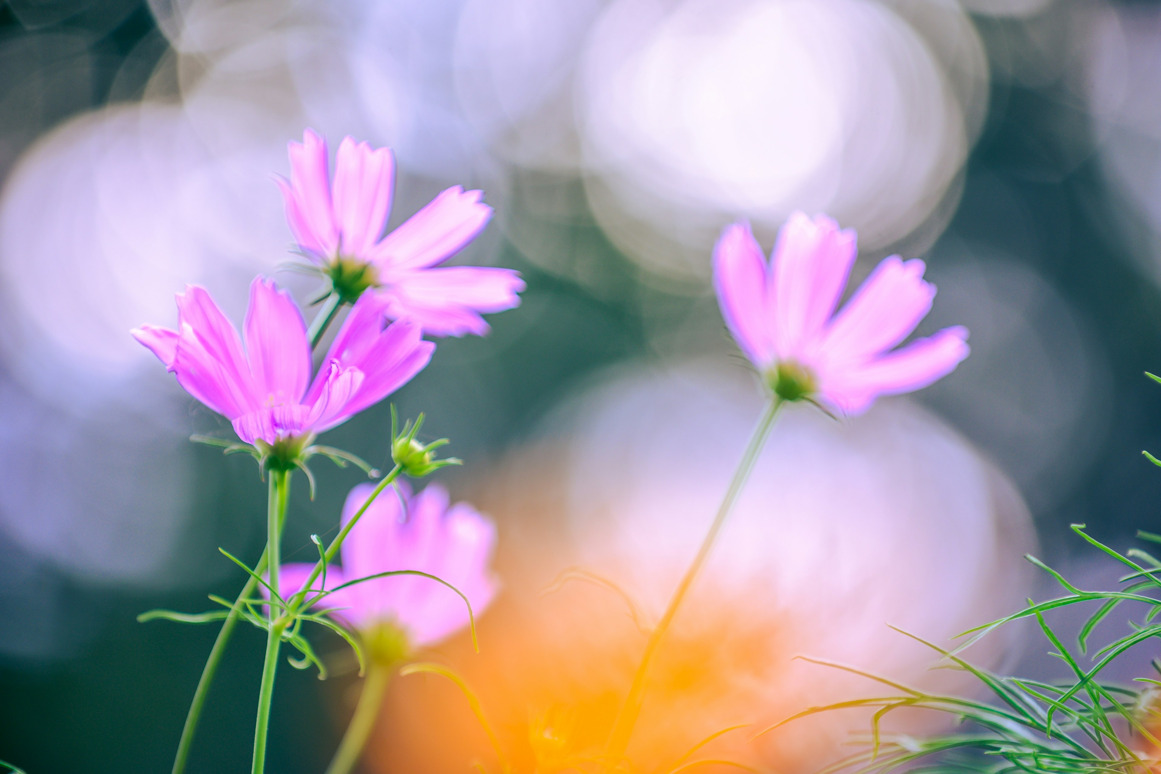 色とりどりの花が咲いている柔らかな風景