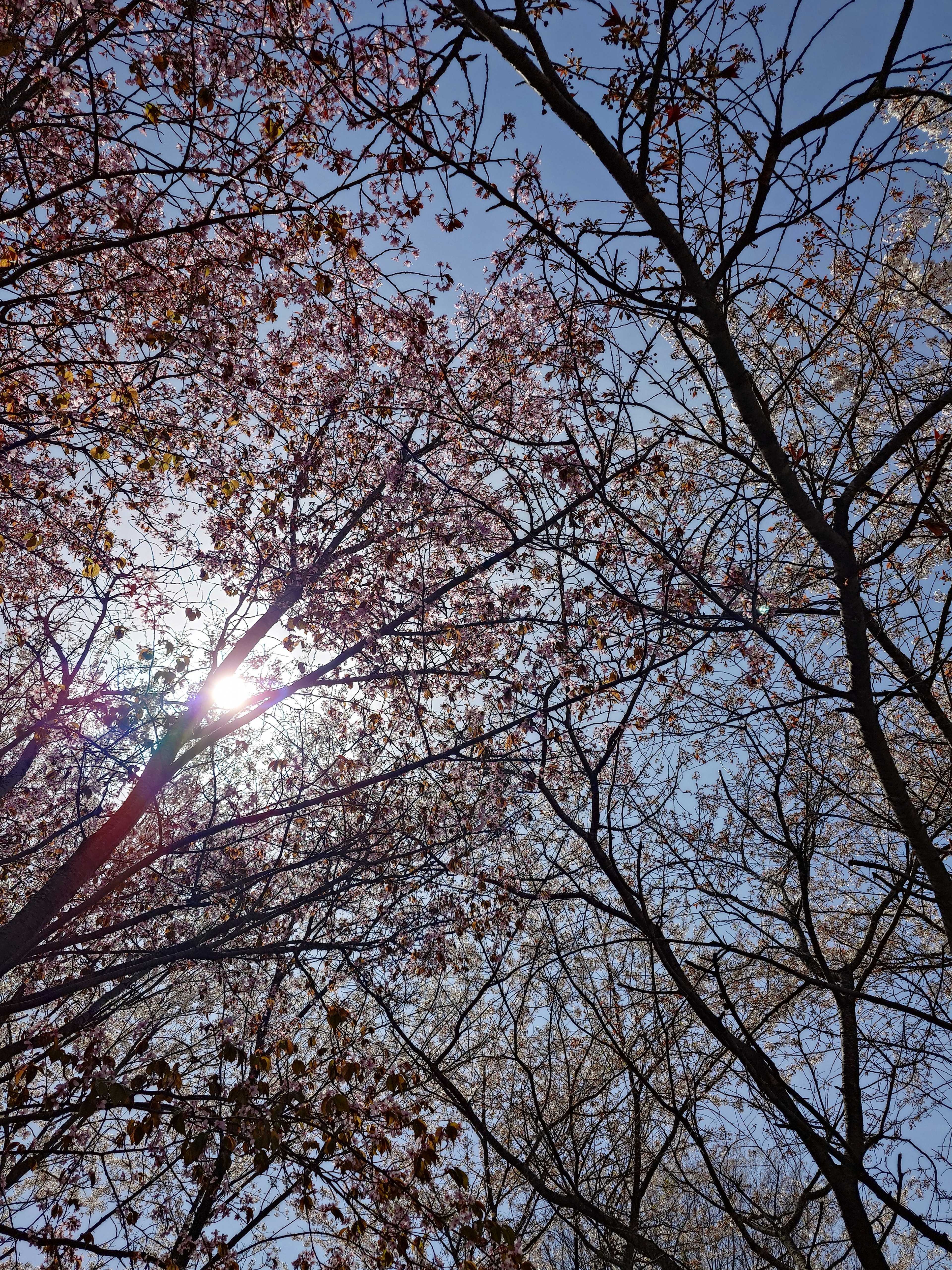 Cerezos bajo un cielo azul con luz brillando a través