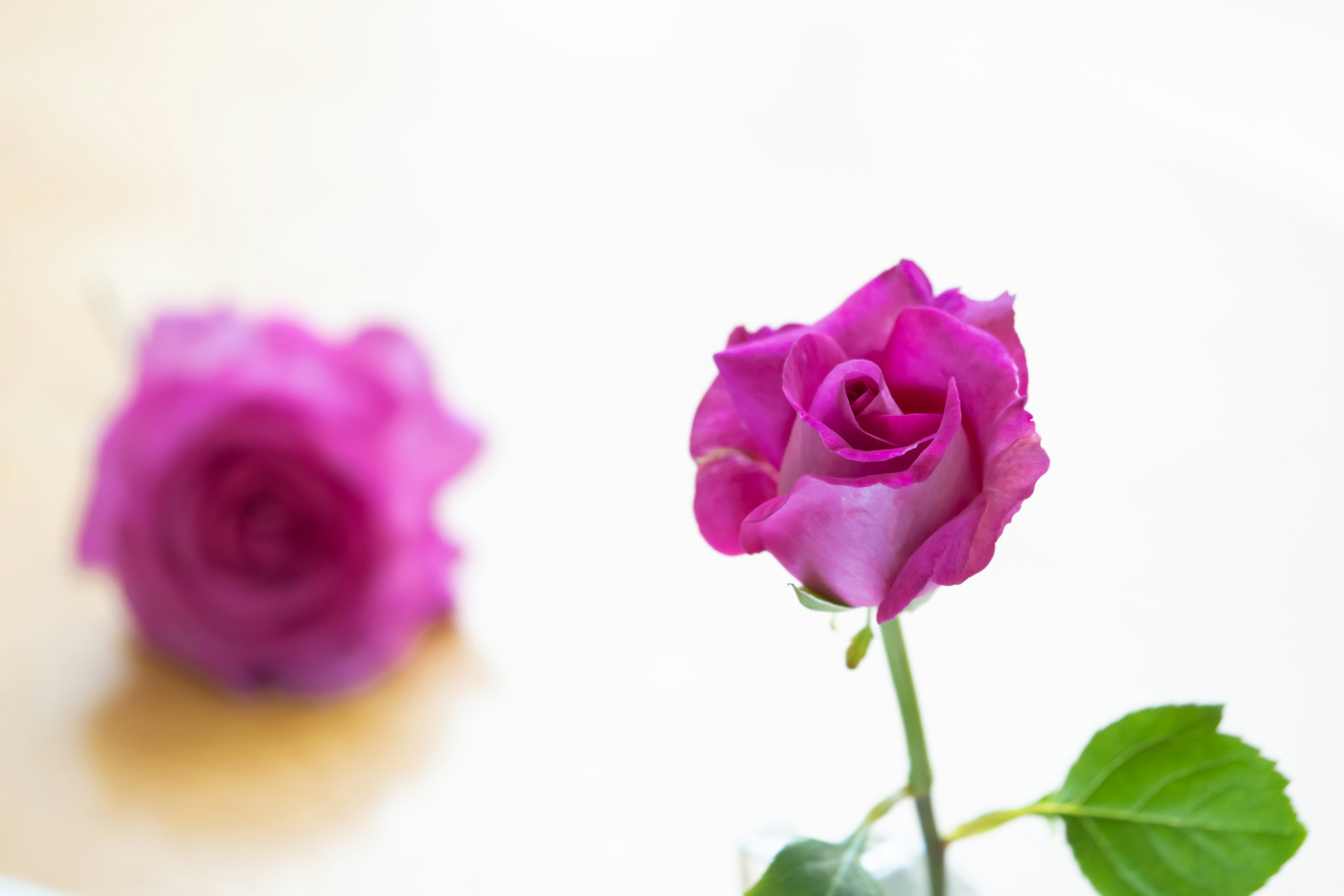 Una rosa viola vivace in primo piano con una seconda rosa sfocata sullo sfondo