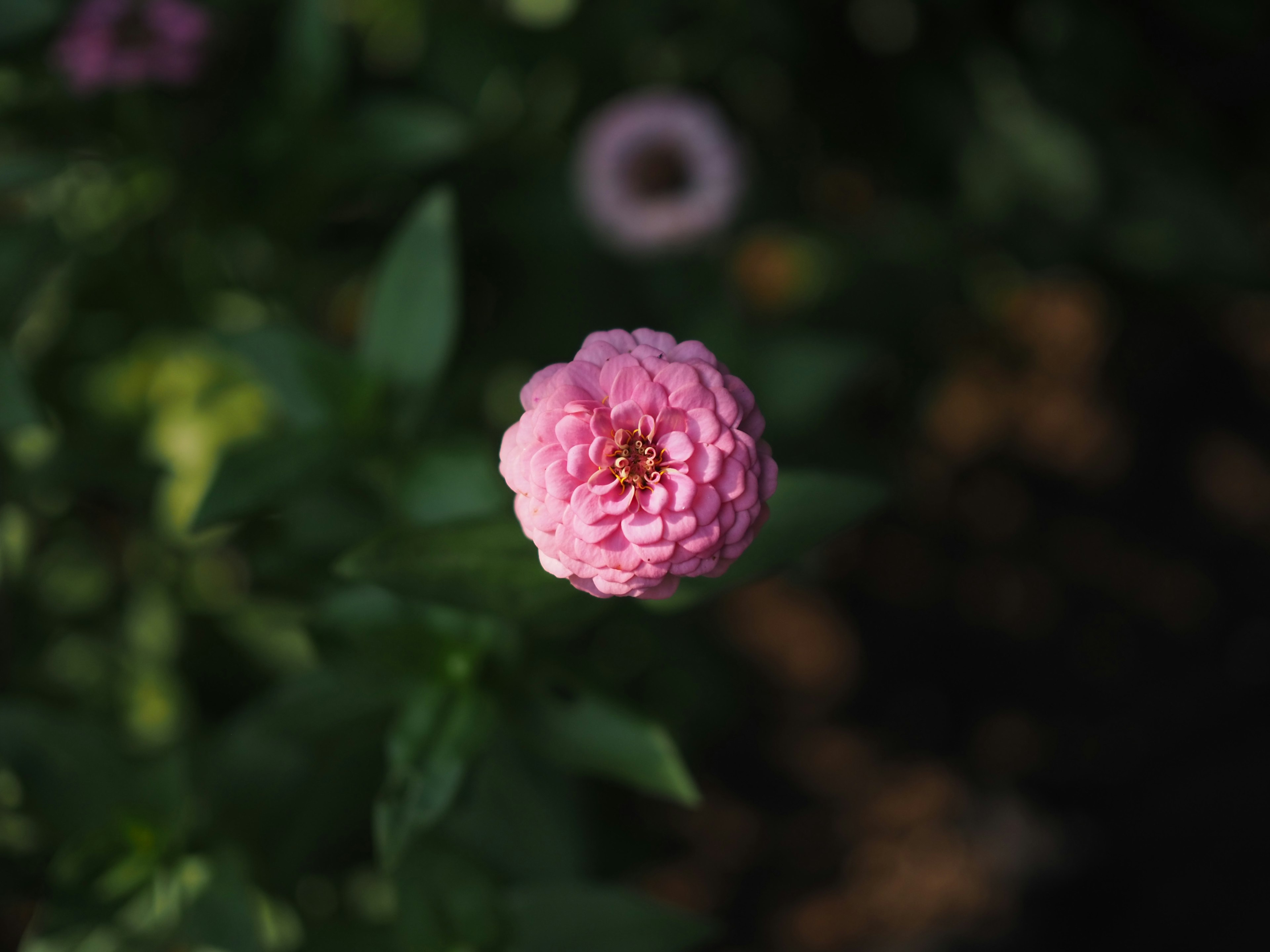 Una hermosa flor rosa rodeada de hojas verdes