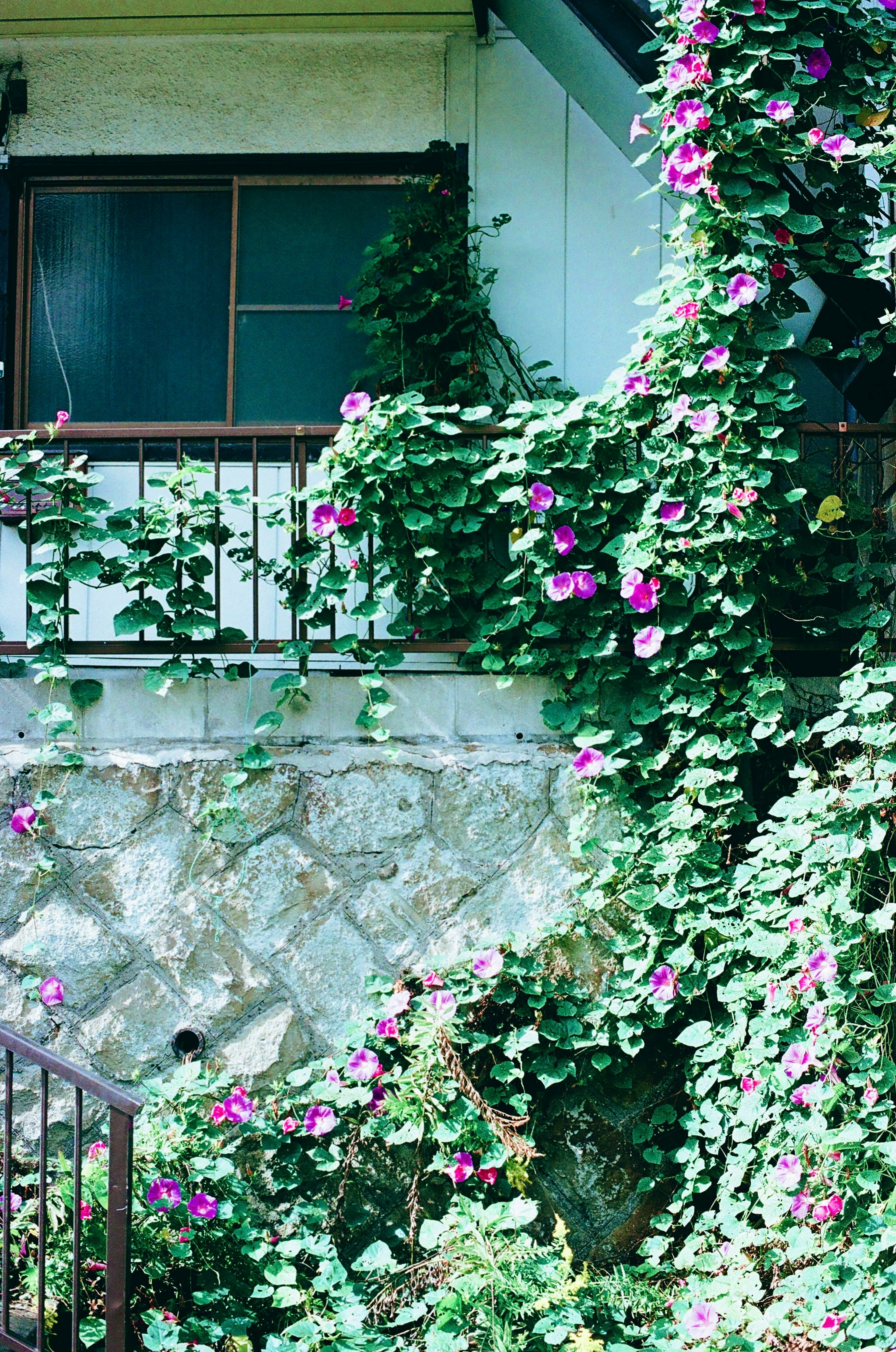 Plantas trepadoras verdes y flores moradas en la pared de una casa antigua