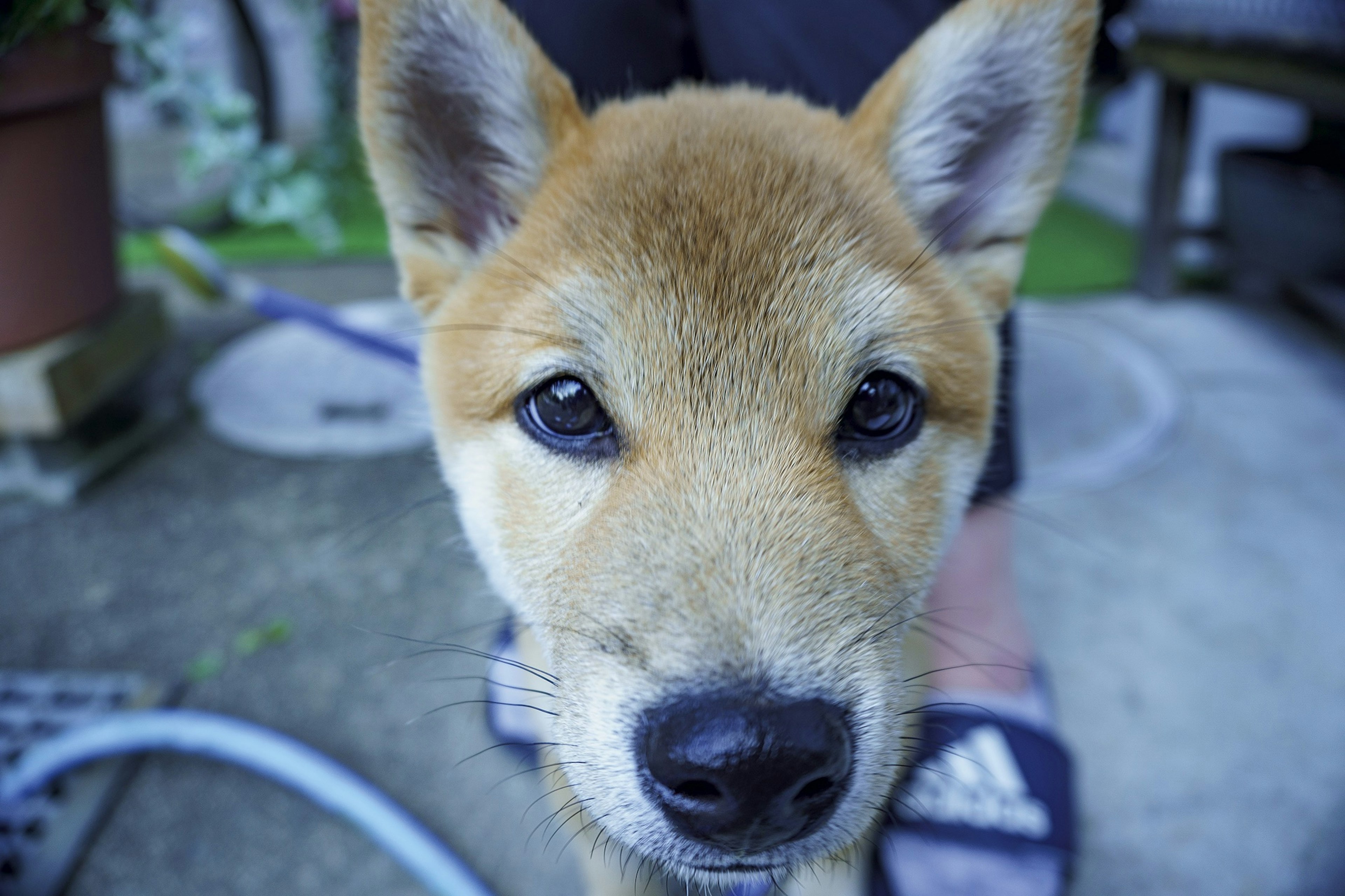 柴犬の子犬がカメラを見つめている