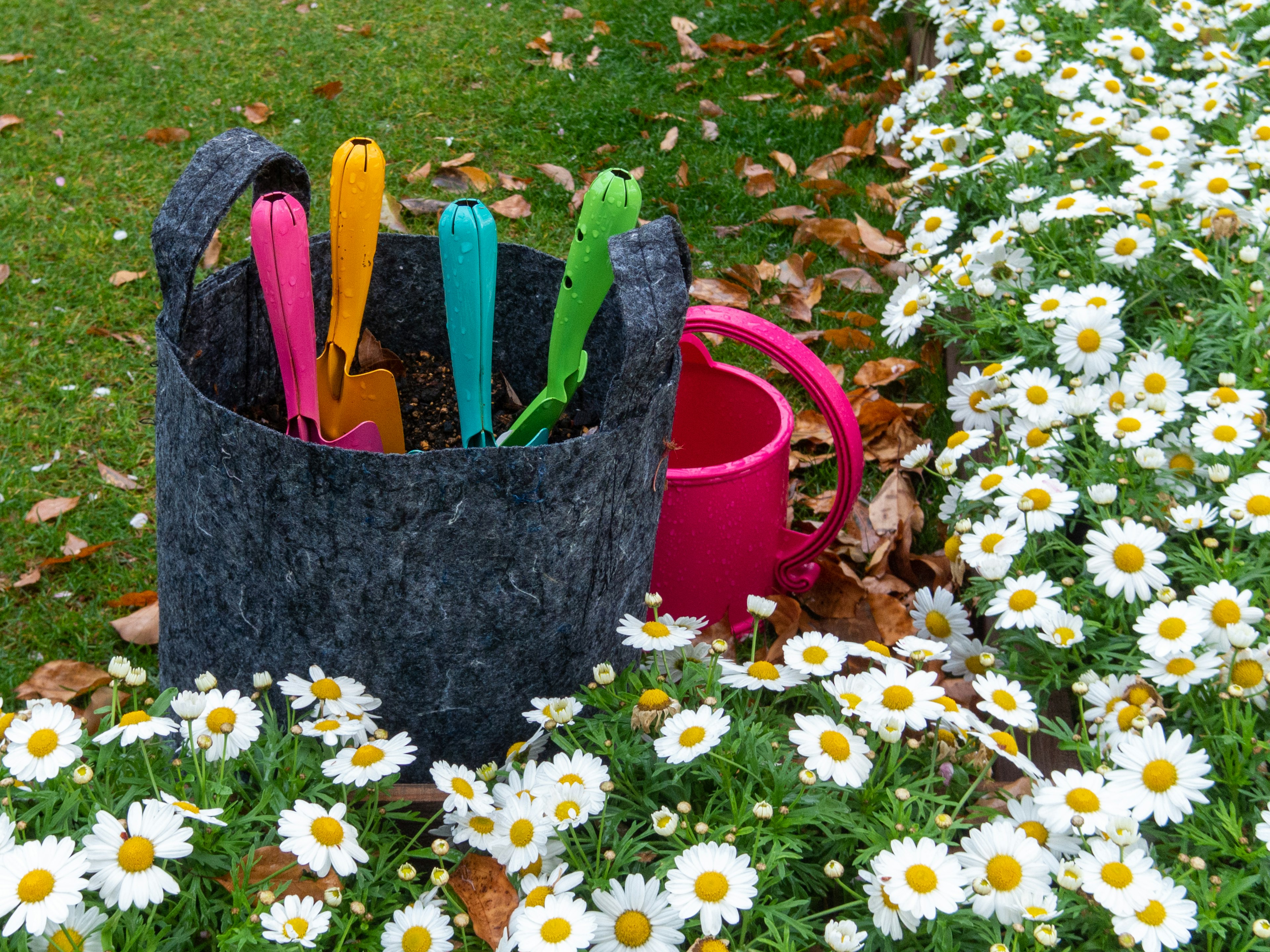 Herramientas de jardinería coloridas en un cubo negro junto a una regadera rosa rodeada de margaritas blancas