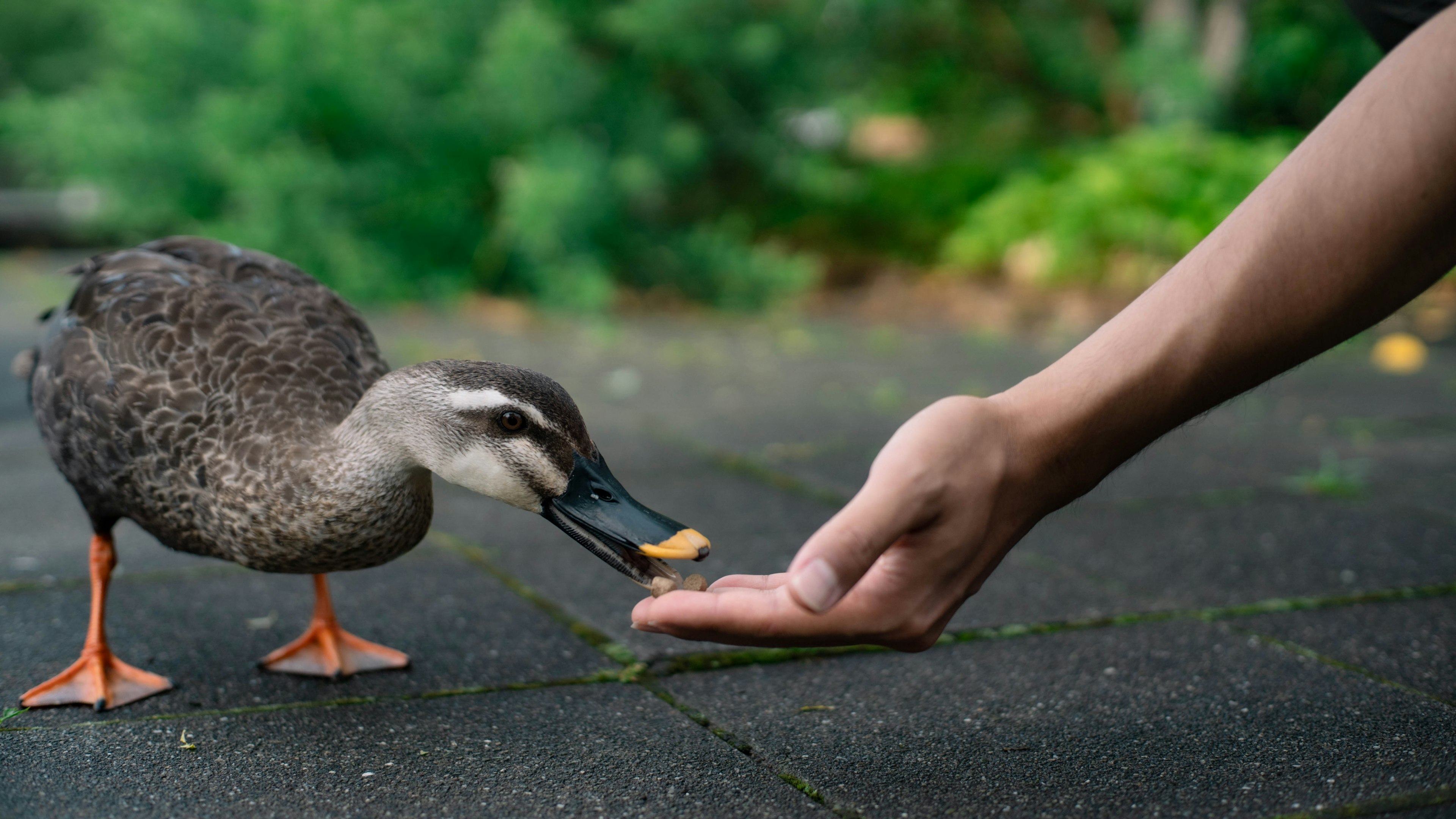 Un pato recibiendo comida de la mano de una persona