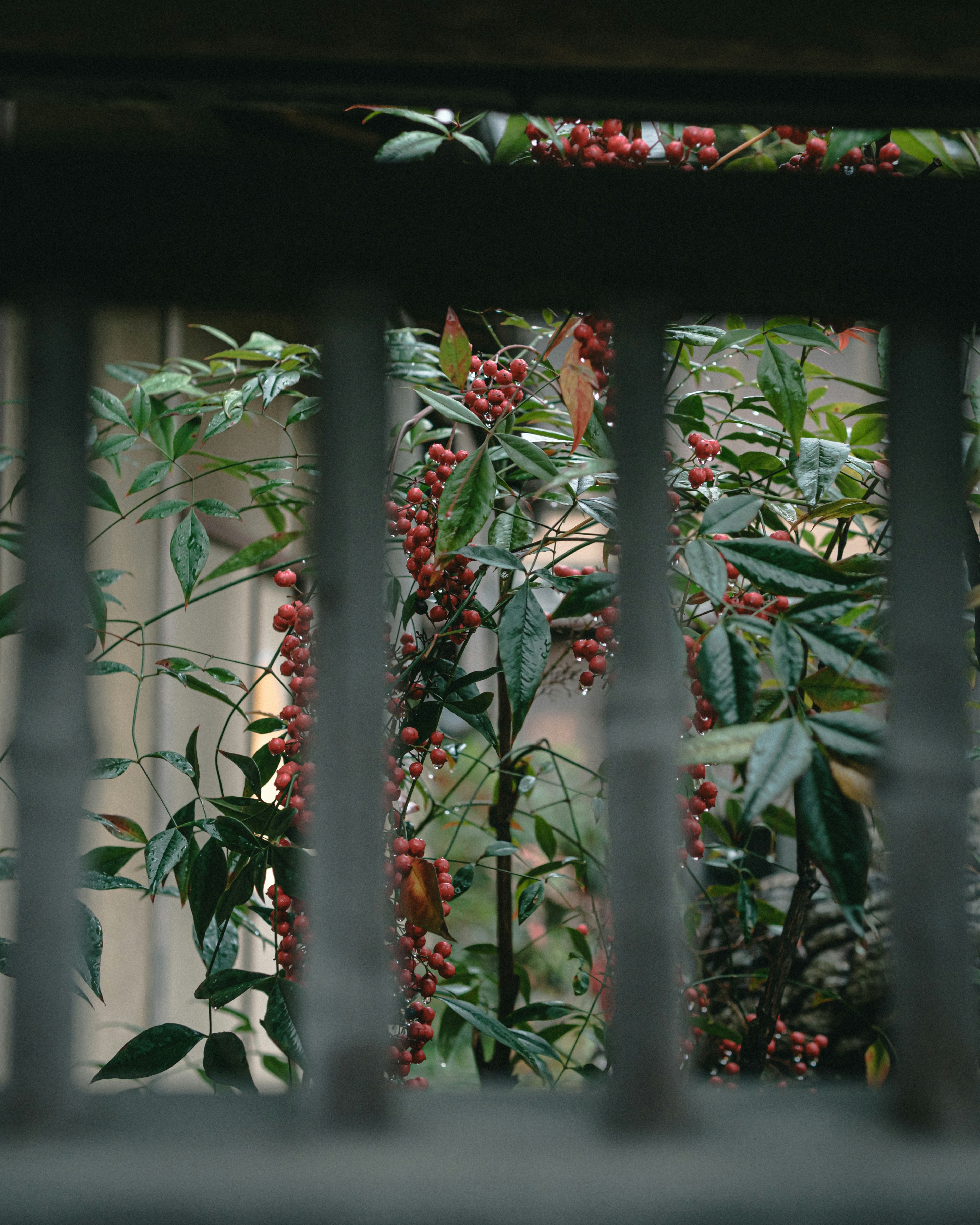 Pemandangan melalui slats kayu yang menunjukkan daun hijau dan beri merah