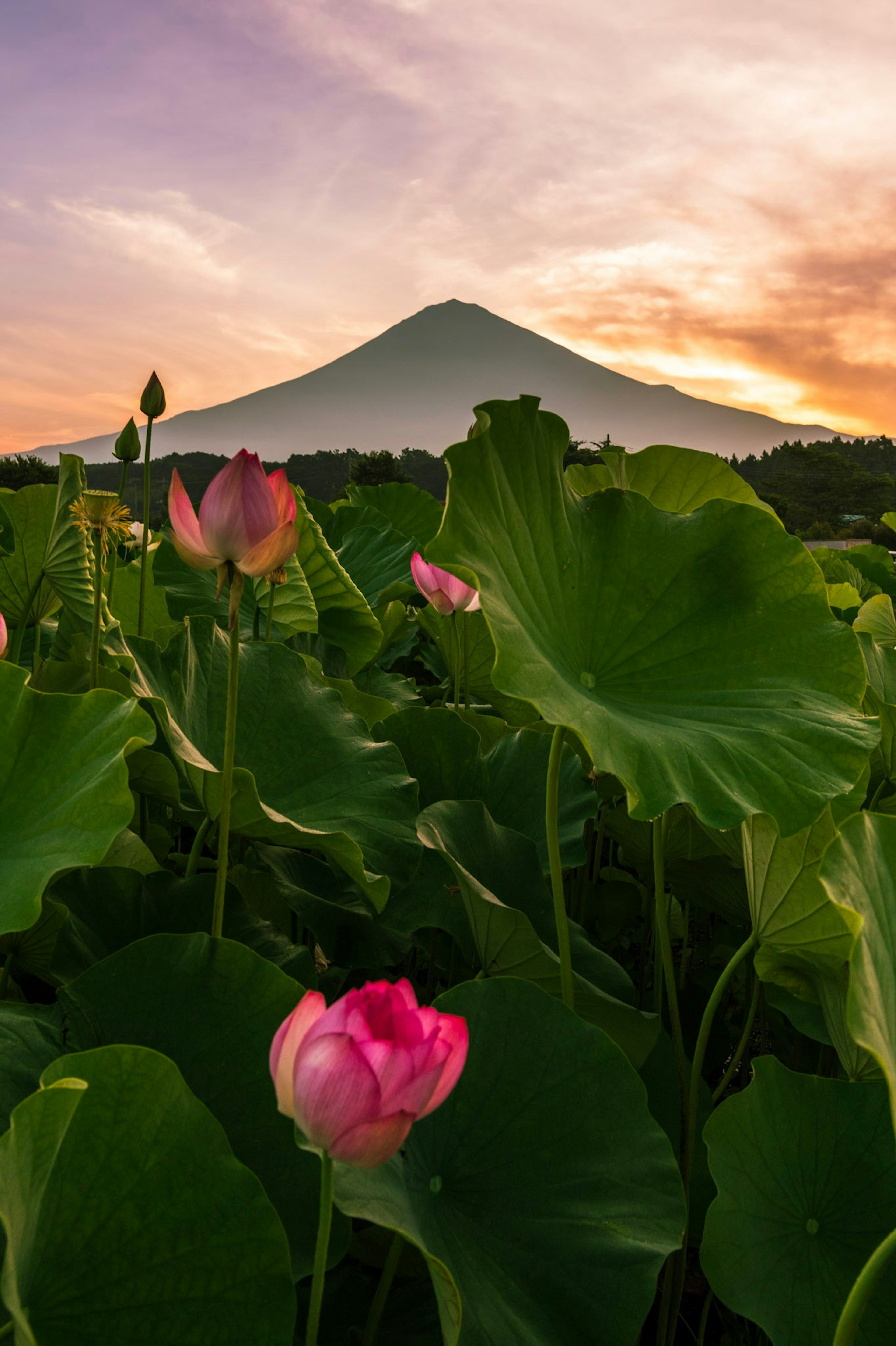 Beautiful lotus flowers with Mount Fuji at sunset