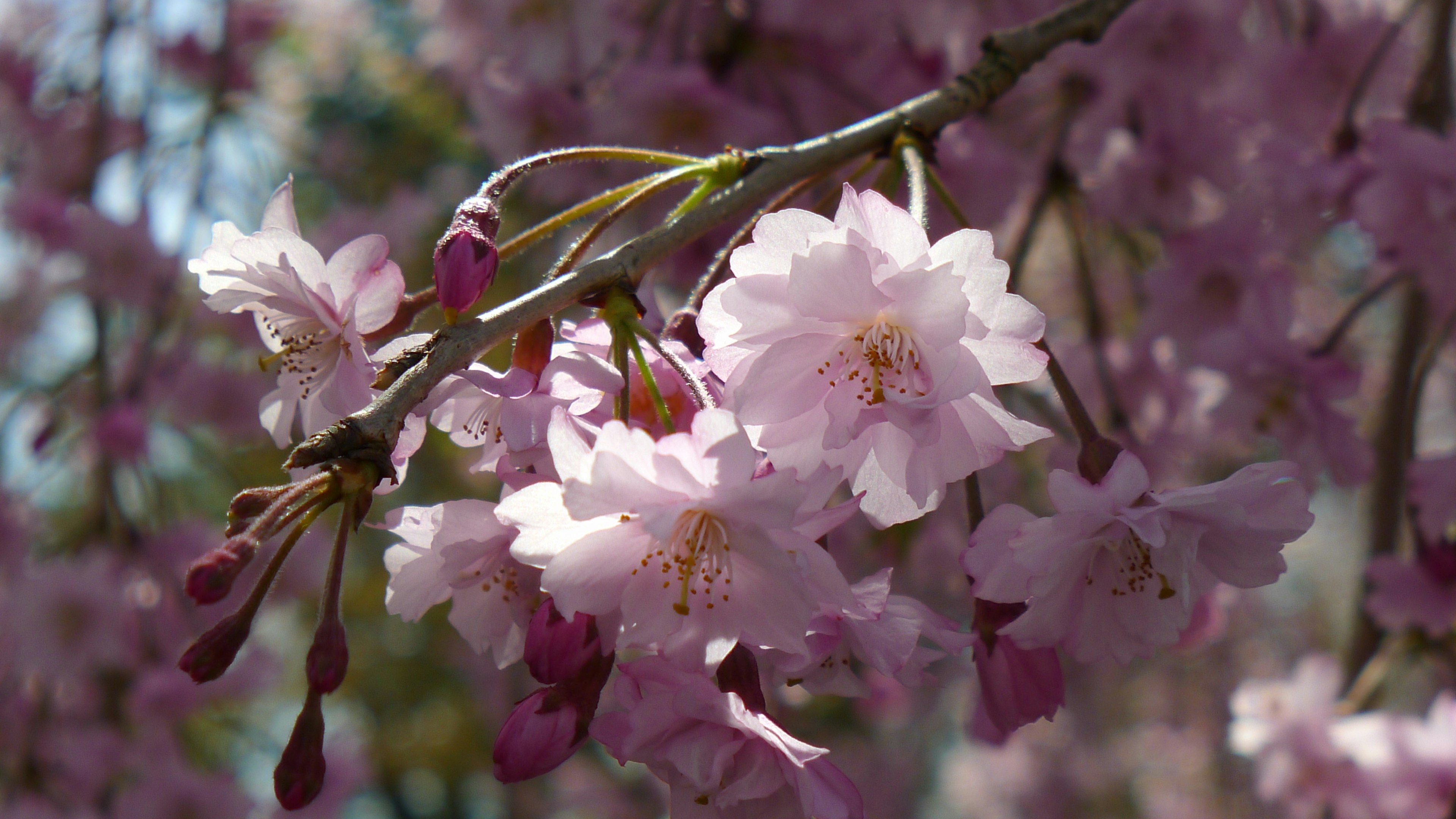 Close-up of cherry blossom flowers on a branch