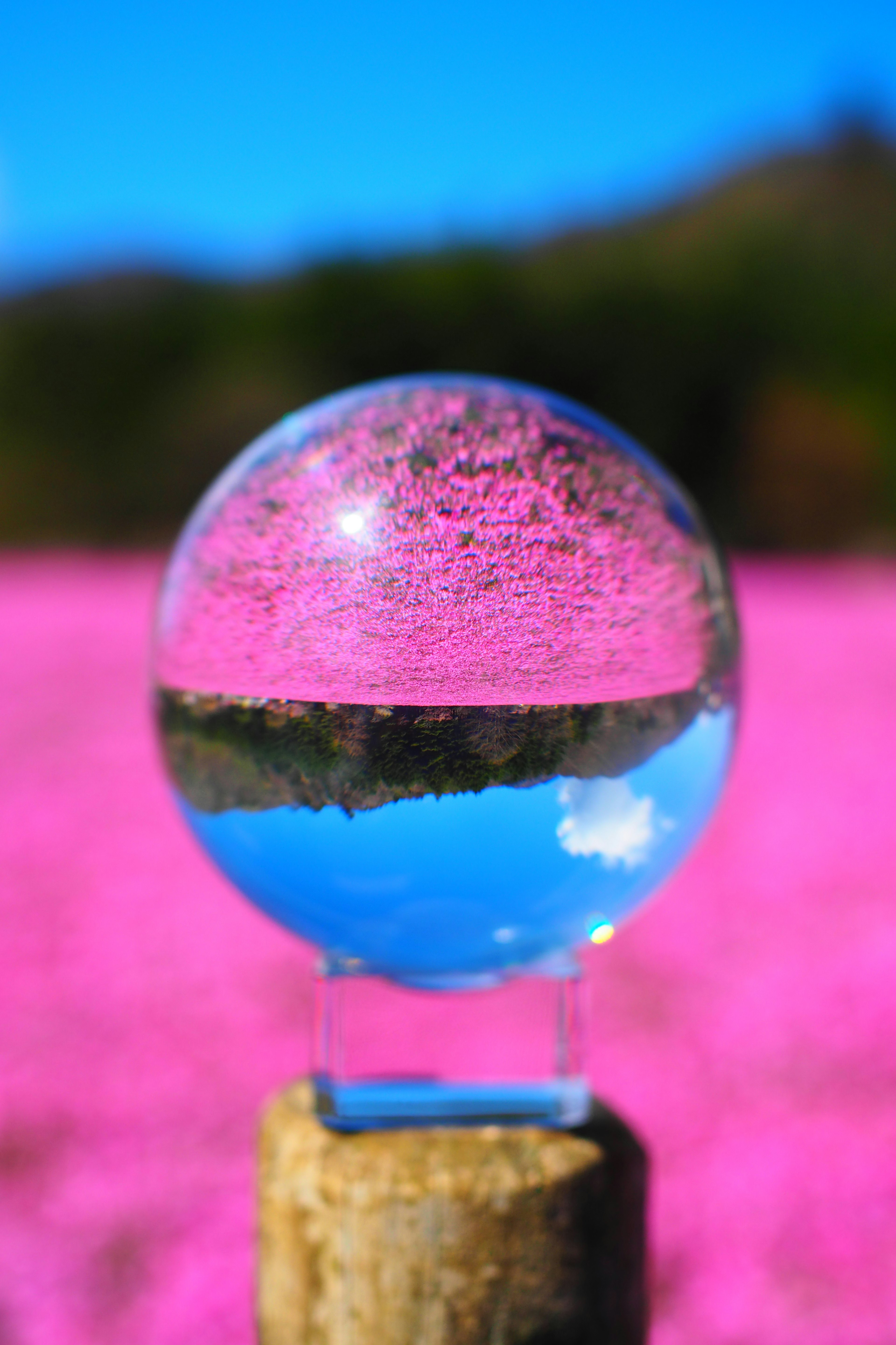 A clear sphere reflecting a pink flower field under a blue sky