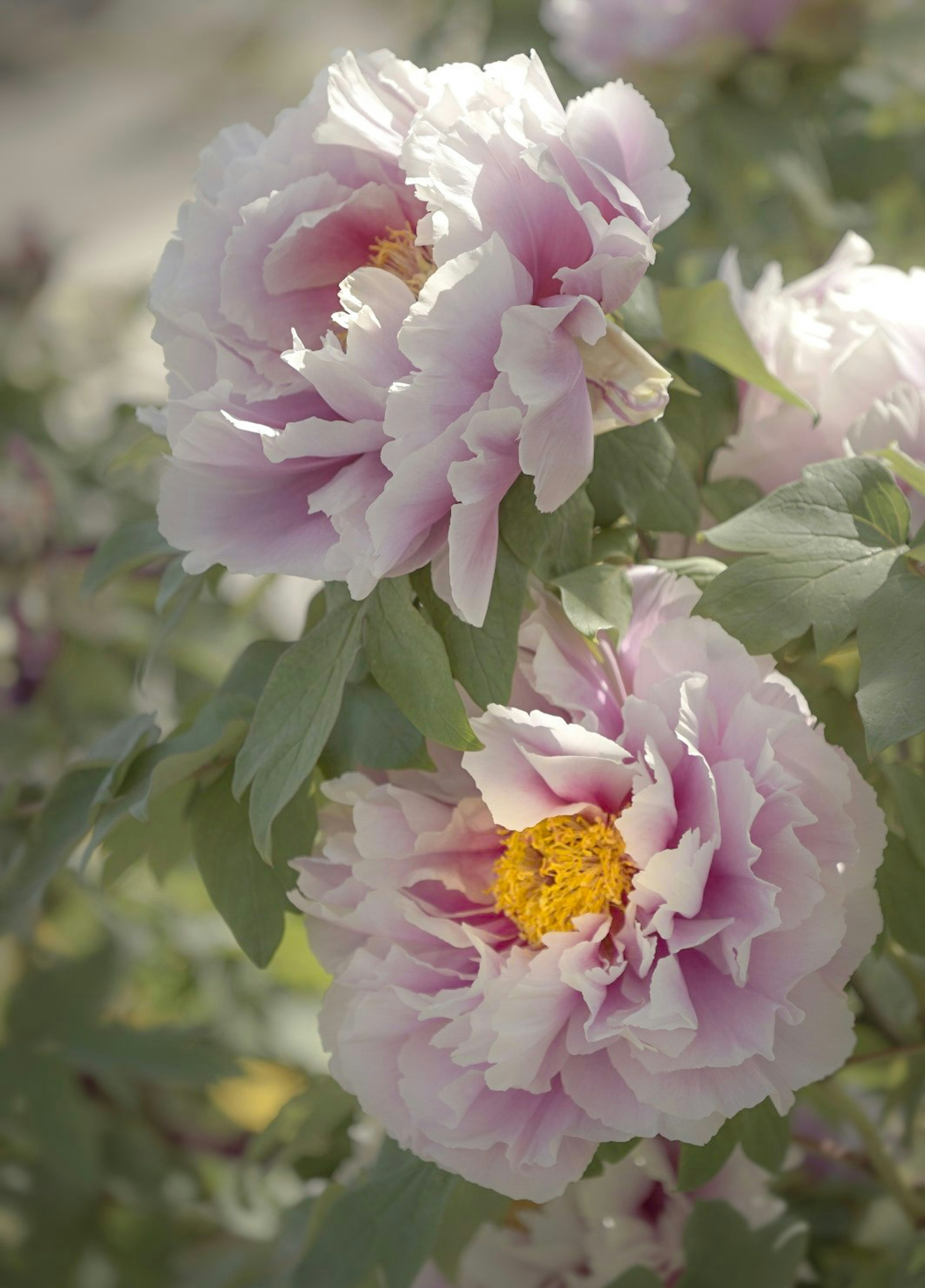 淡い紫色の花びらを持つ美しい牡丹の花と緑の葉