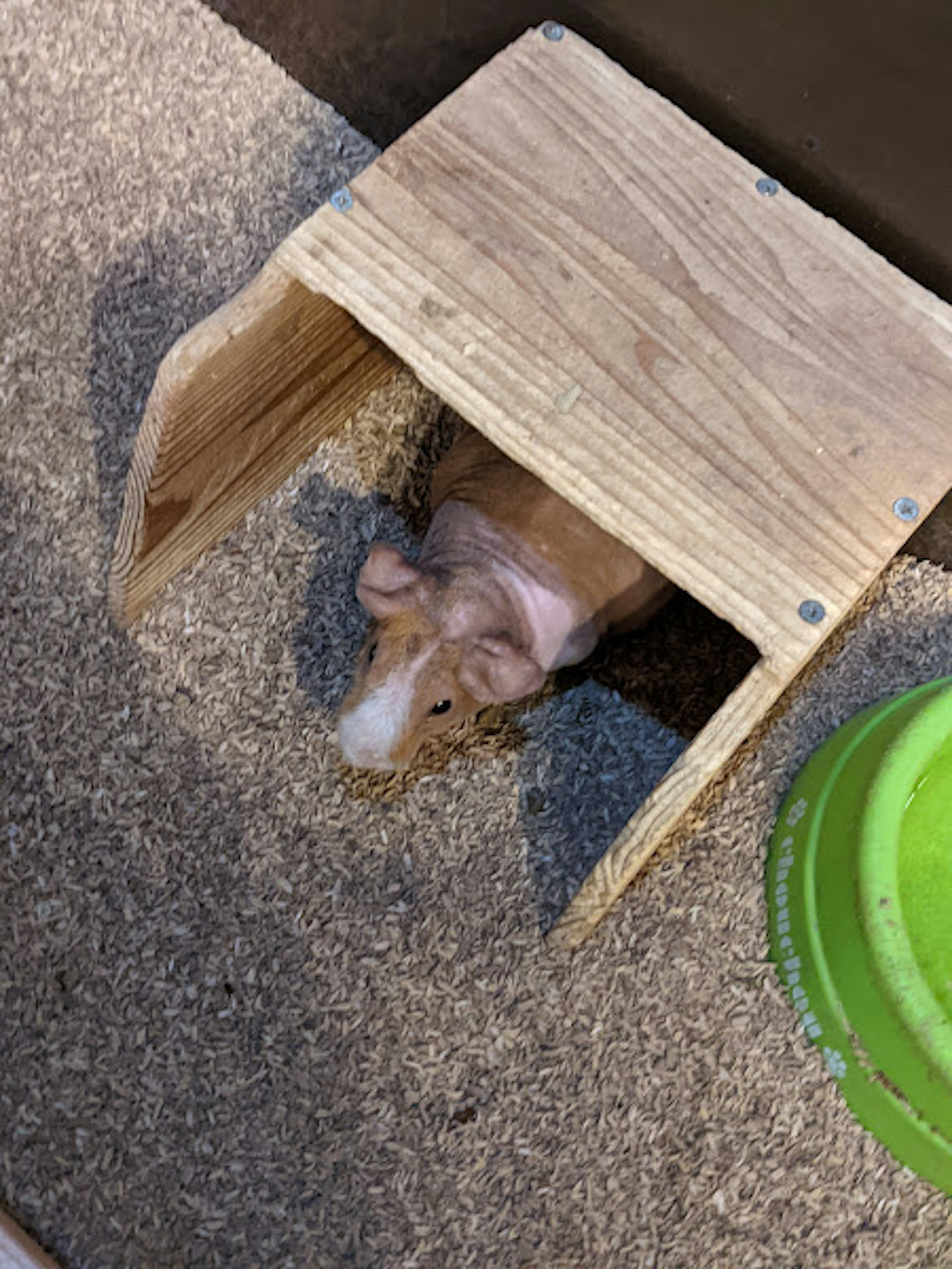 Guinea pig mengintip dari tempat persembunyian kayu