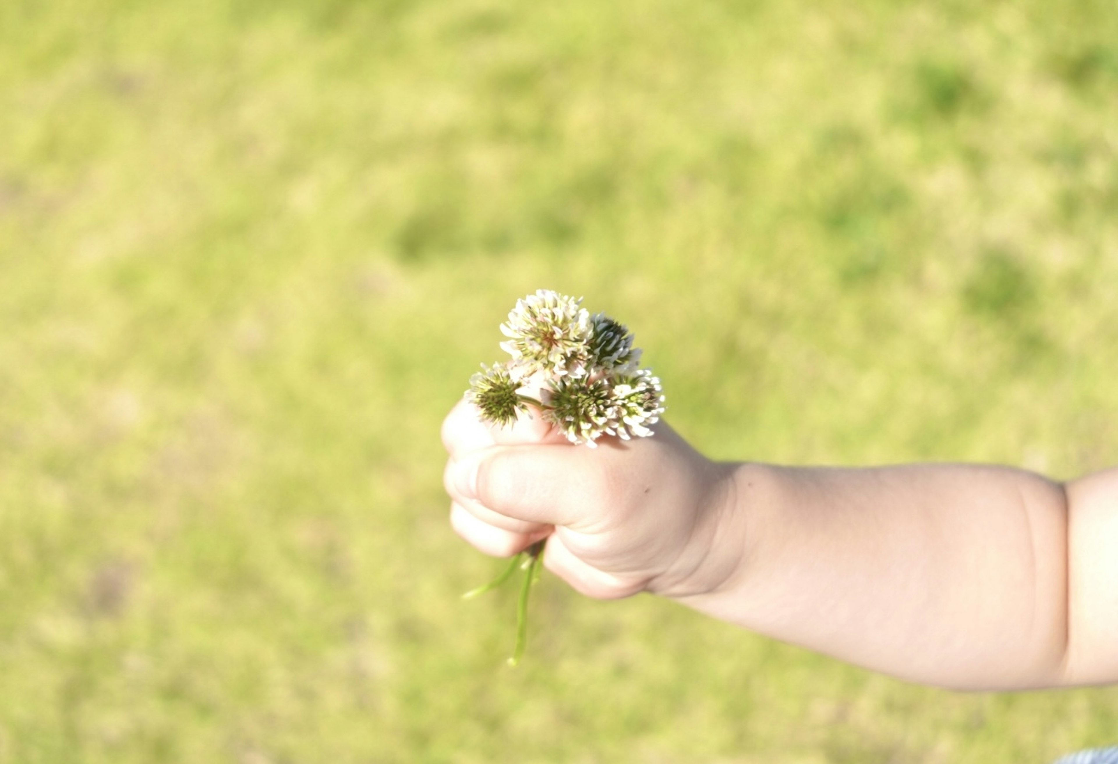 緑の背景に白い花を握る子供の手