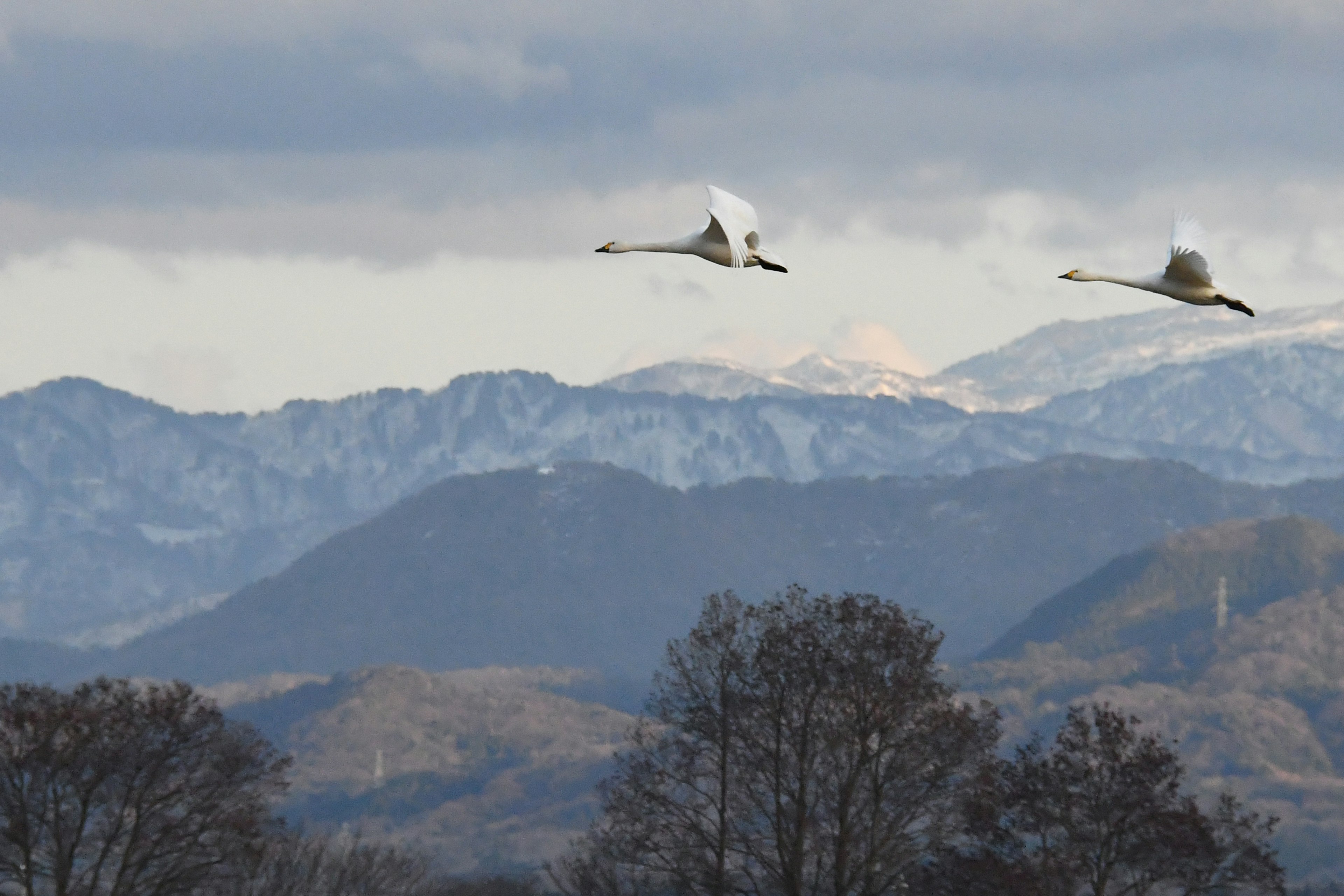 雪に覆われた山々を背景に飛ぶ2羽の白鳥