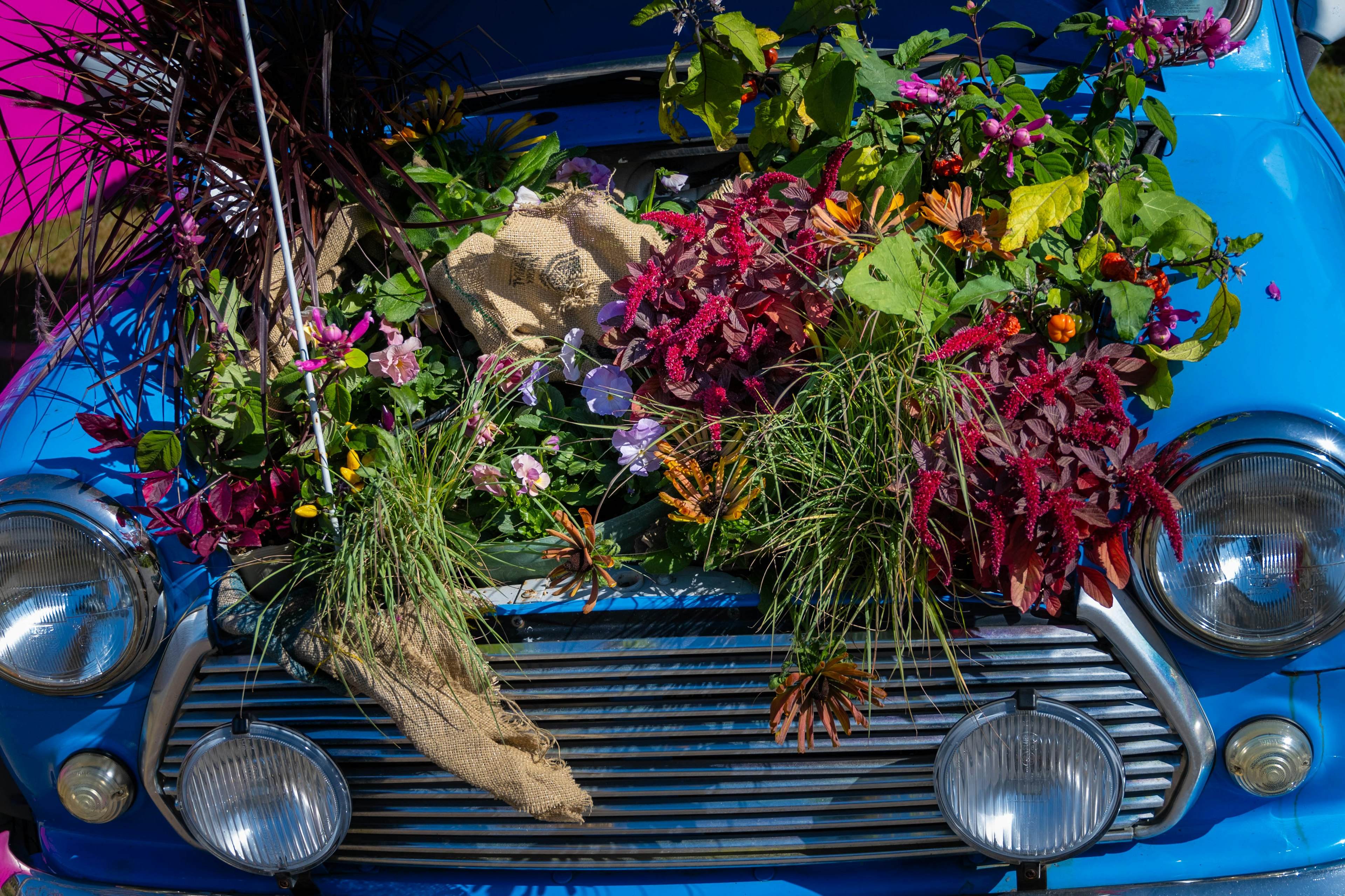 青い車のボンネットに色とりどりの花が飾られている