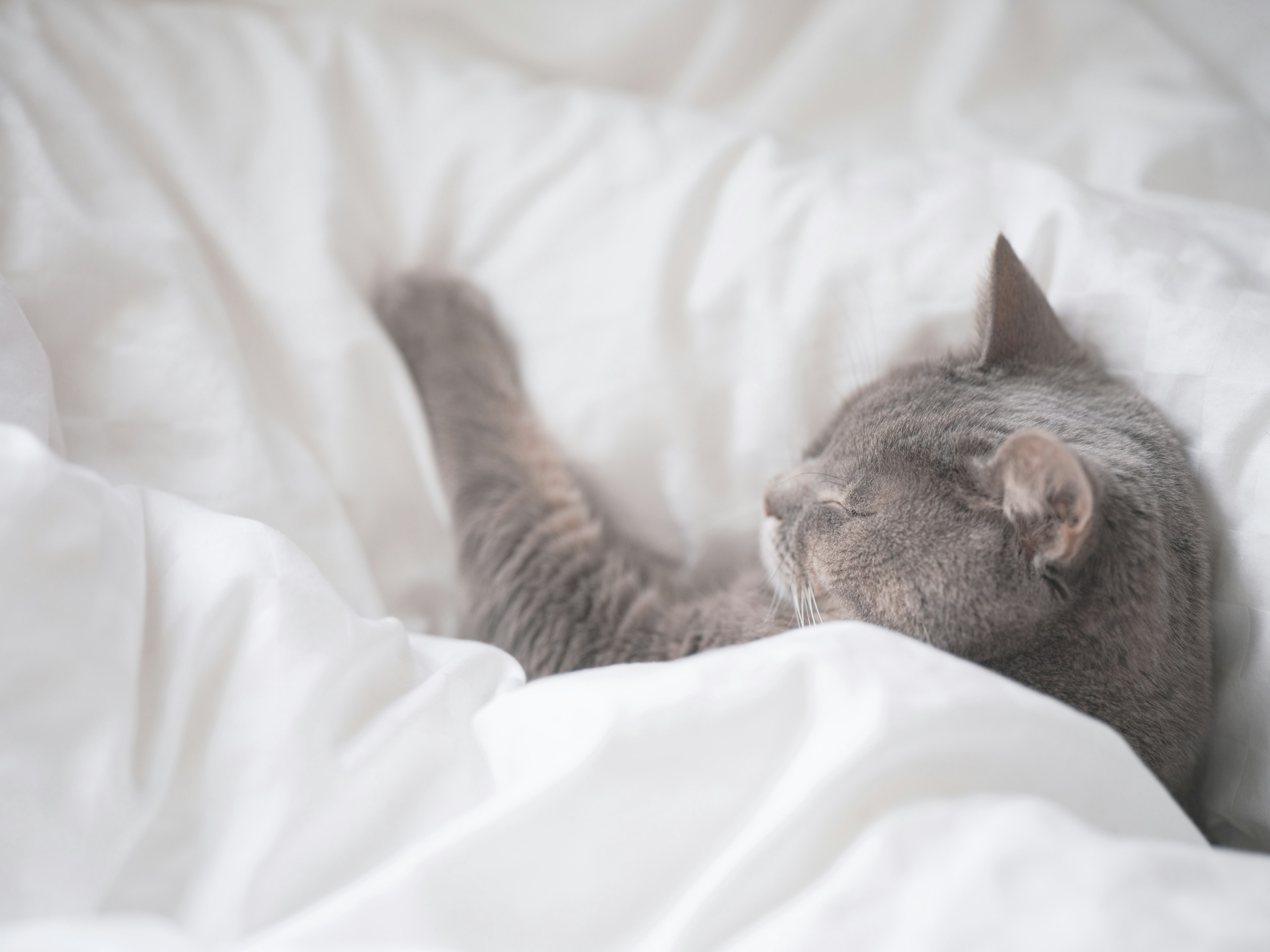 Gray cat sleeping in white bedding