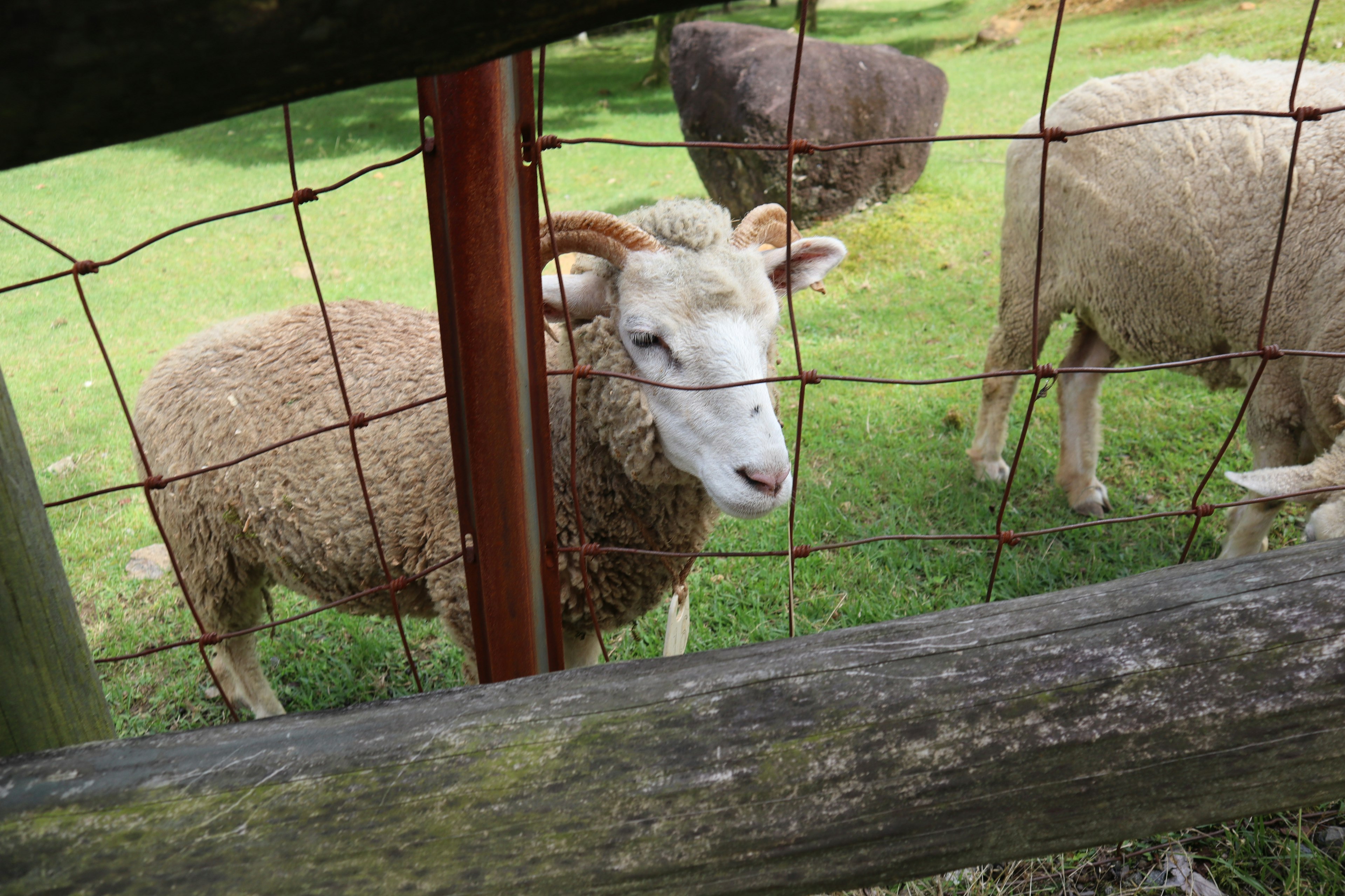 Close-up of a sheep's face with distinctive horns behind a fence