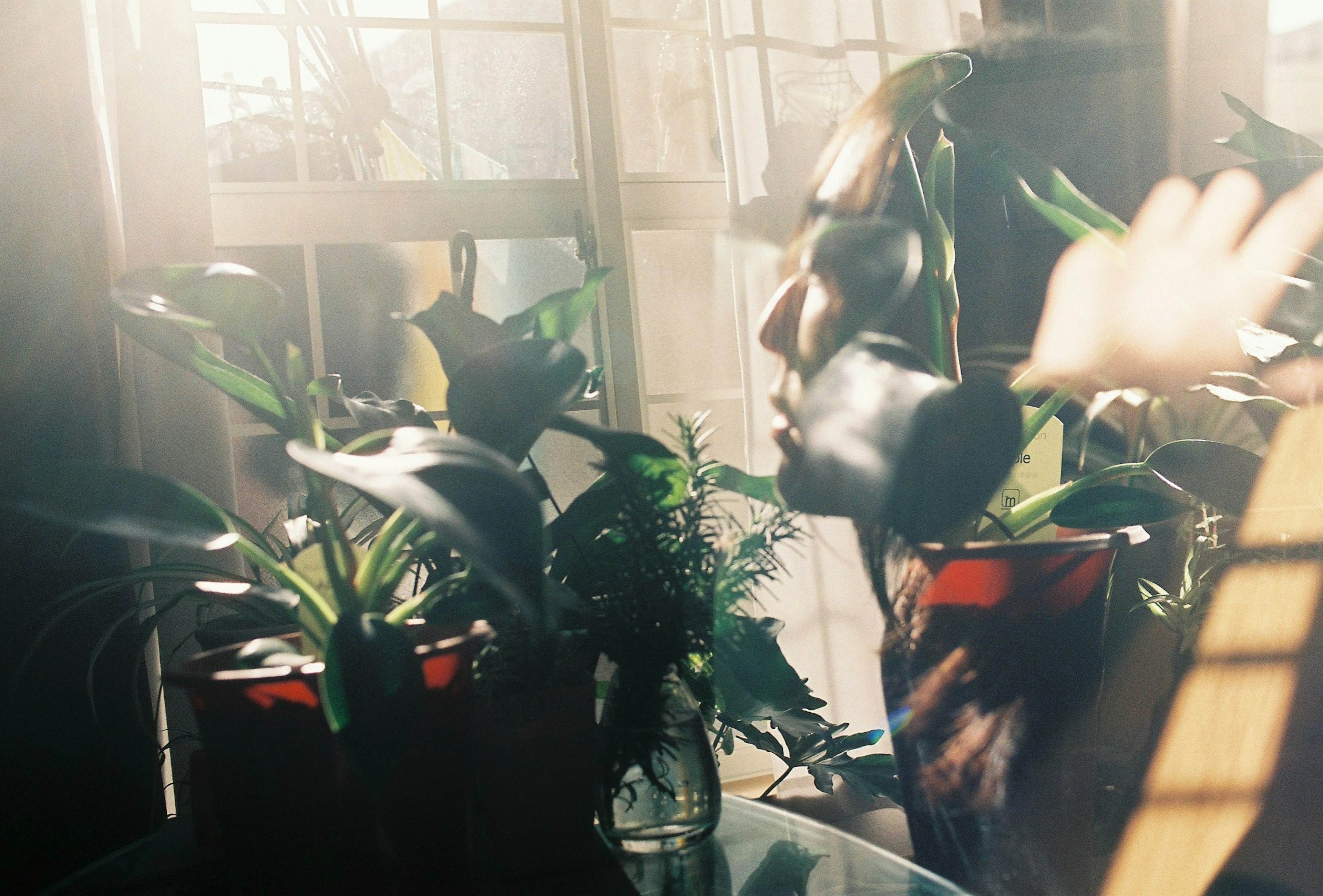 A woman's face softly reflected surrounded by plants in sunlight coming through a window