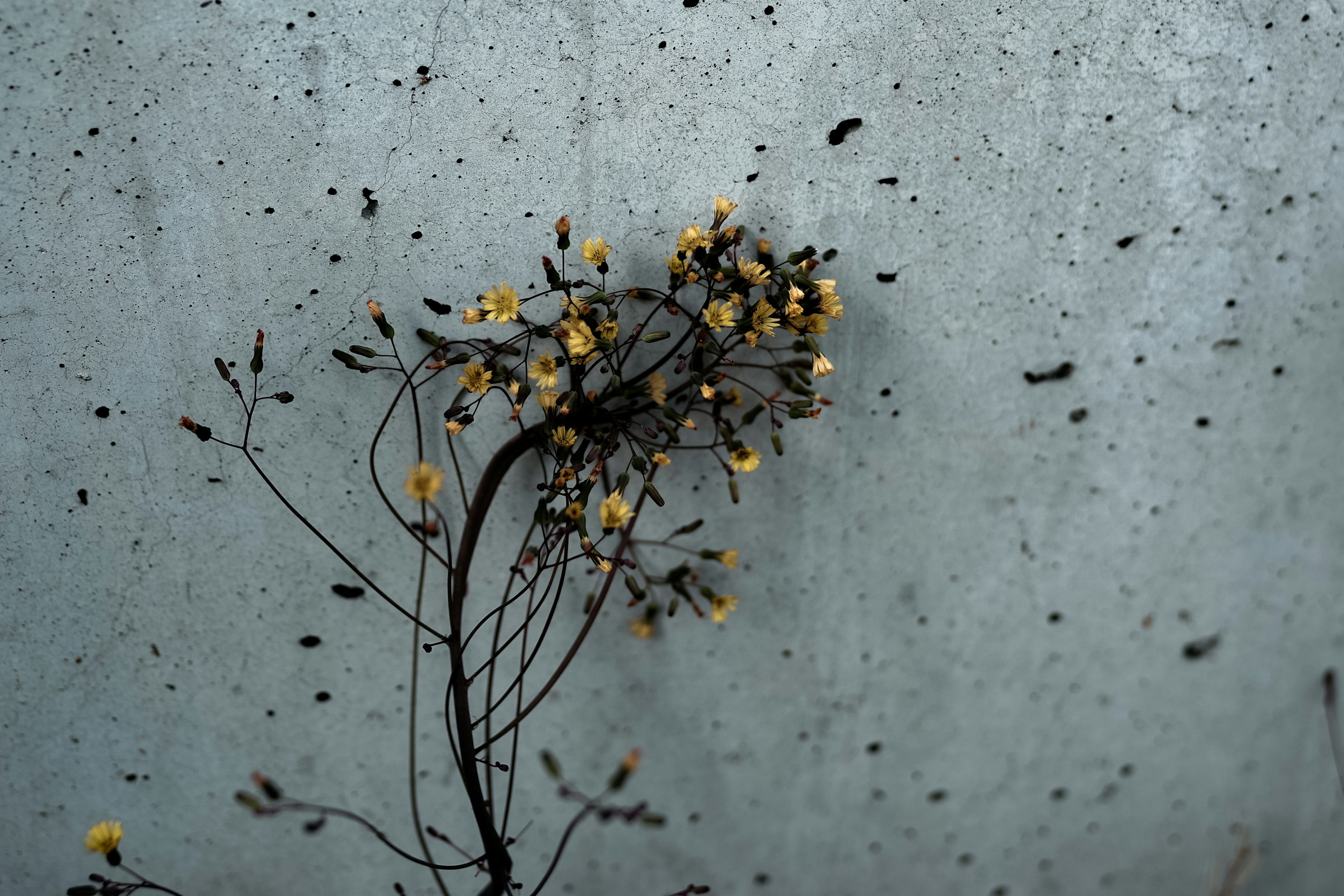 Pflanze mit gelben Blumen und schwarzen Samen vor einer Betonwand