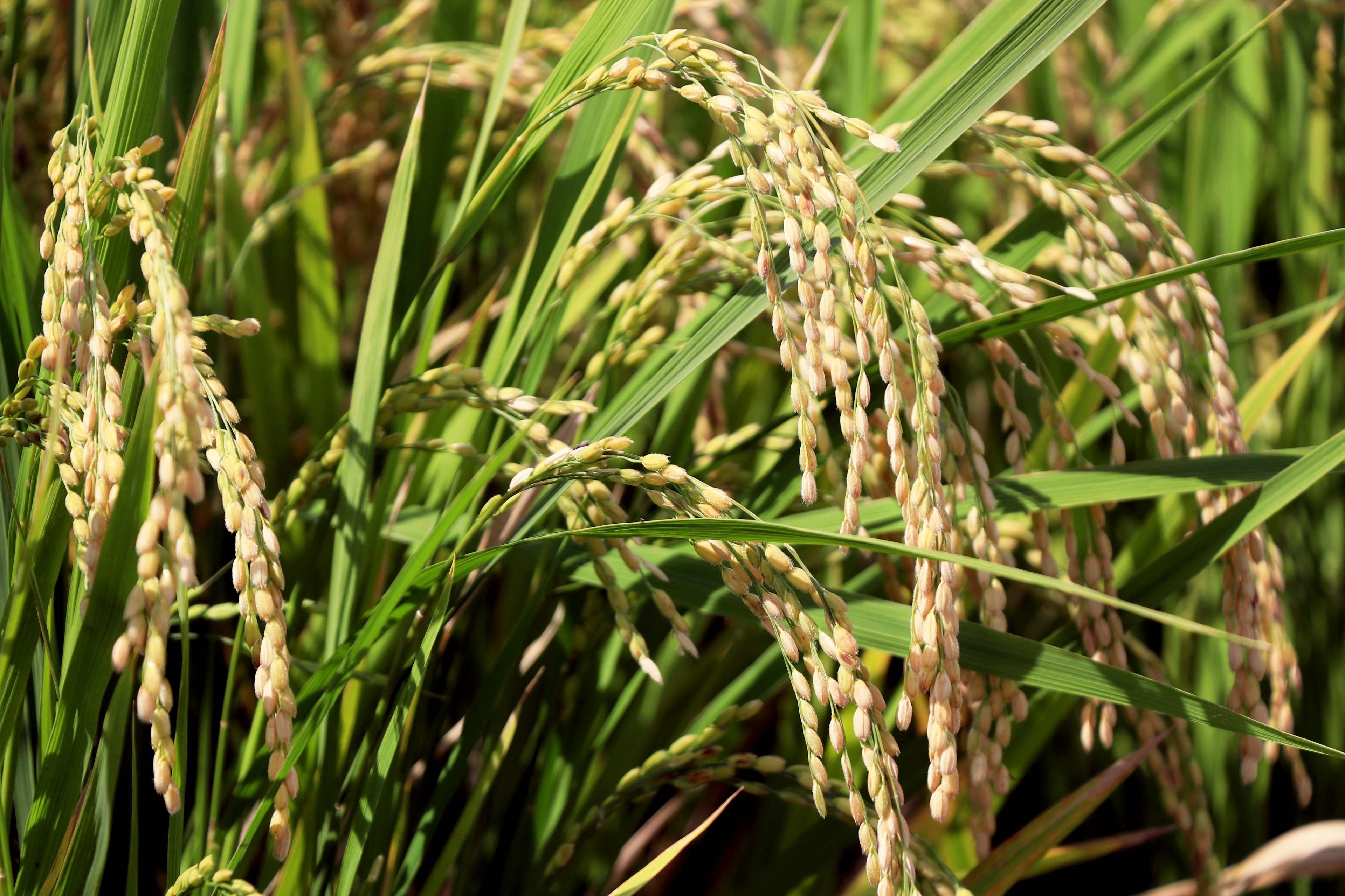 Bunches of green rice plants with ripening grain