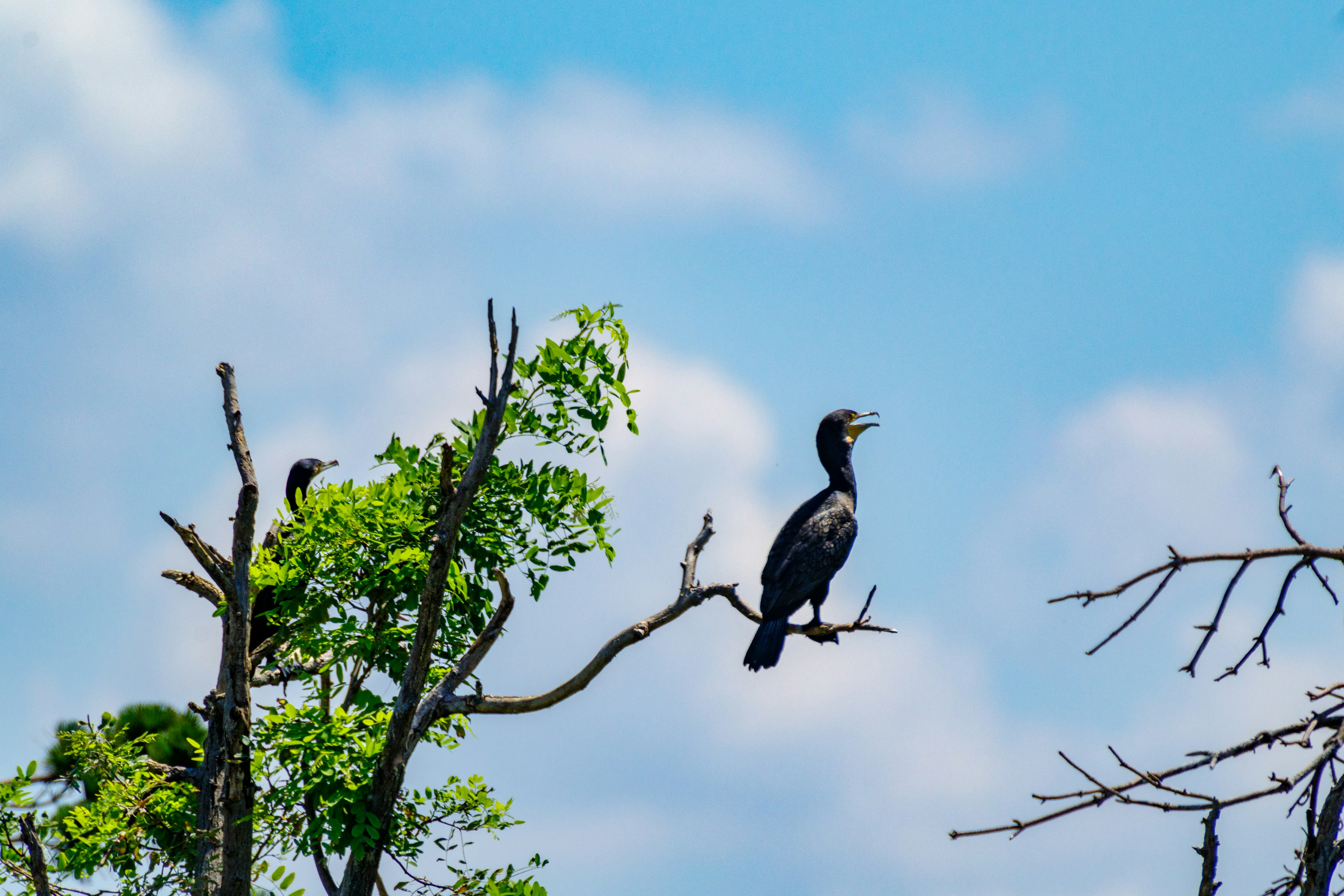 Oiseau noir perché sur une branche sous un ciel bleu