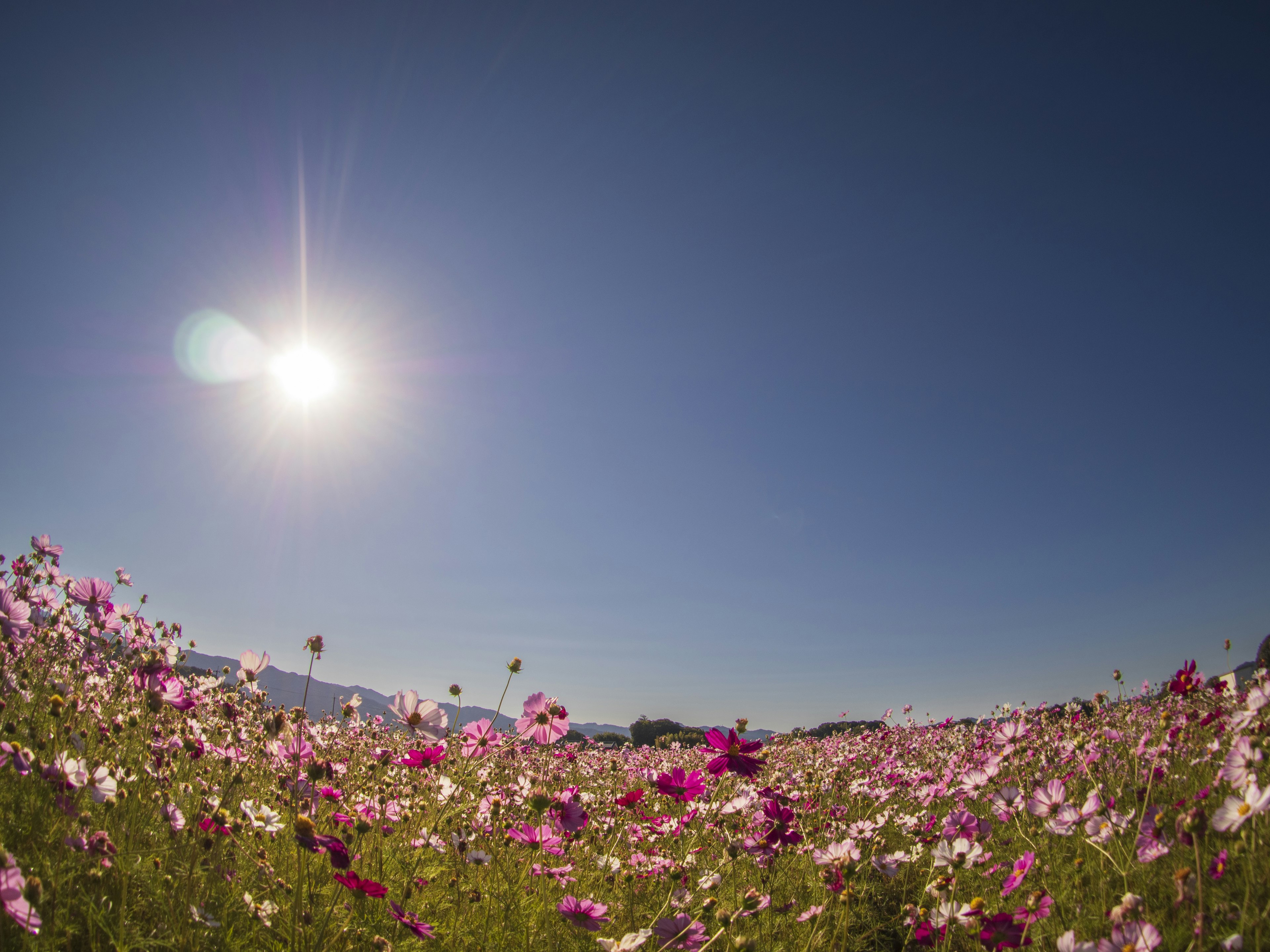 青空の下に広がる色とりどりのコスモスの花畑