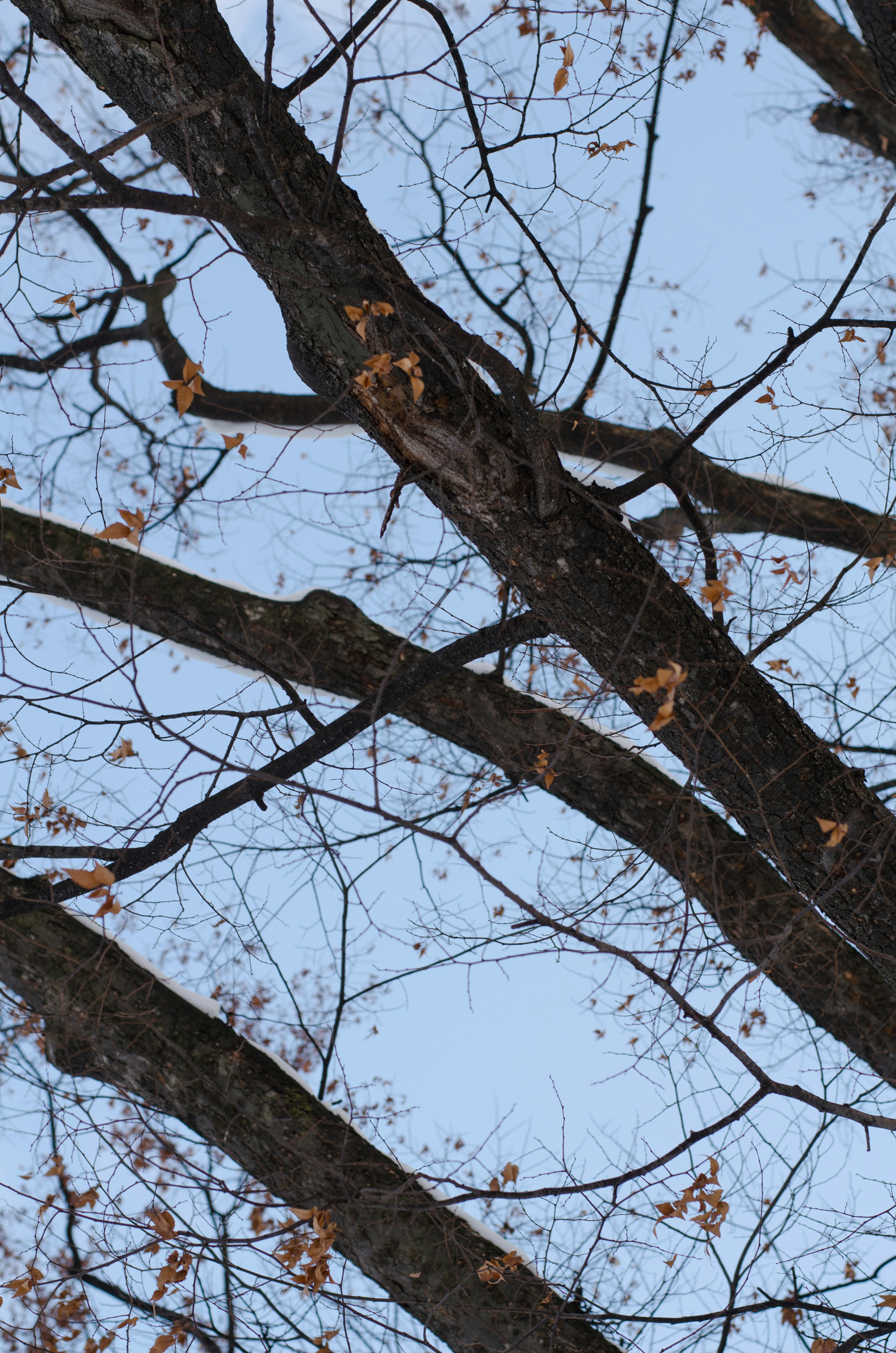 Rami di un albero che si estendono verso il cielo blu con foglie cadute