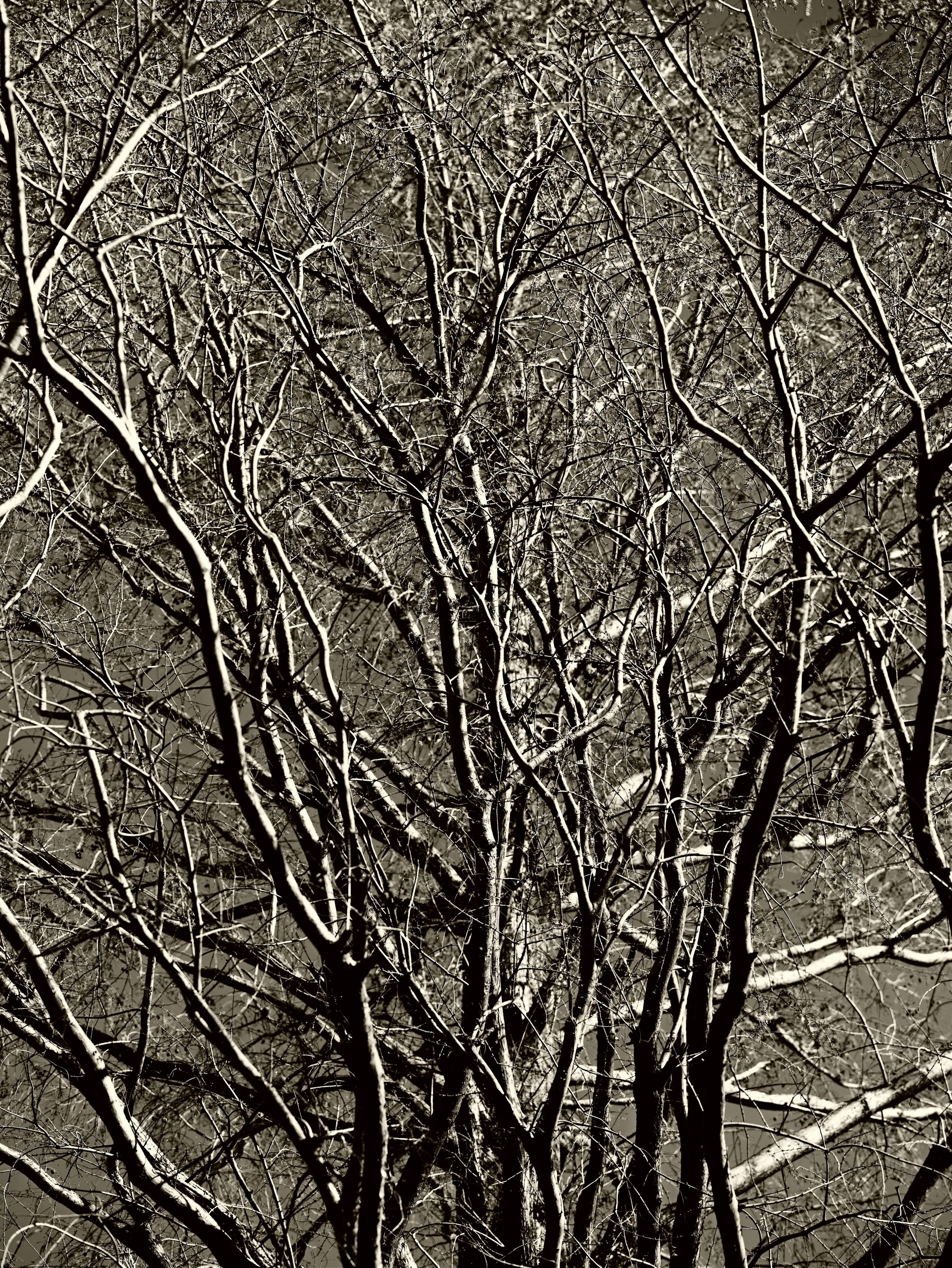 Image en noir et blanc de branches d'arbres entrelacées