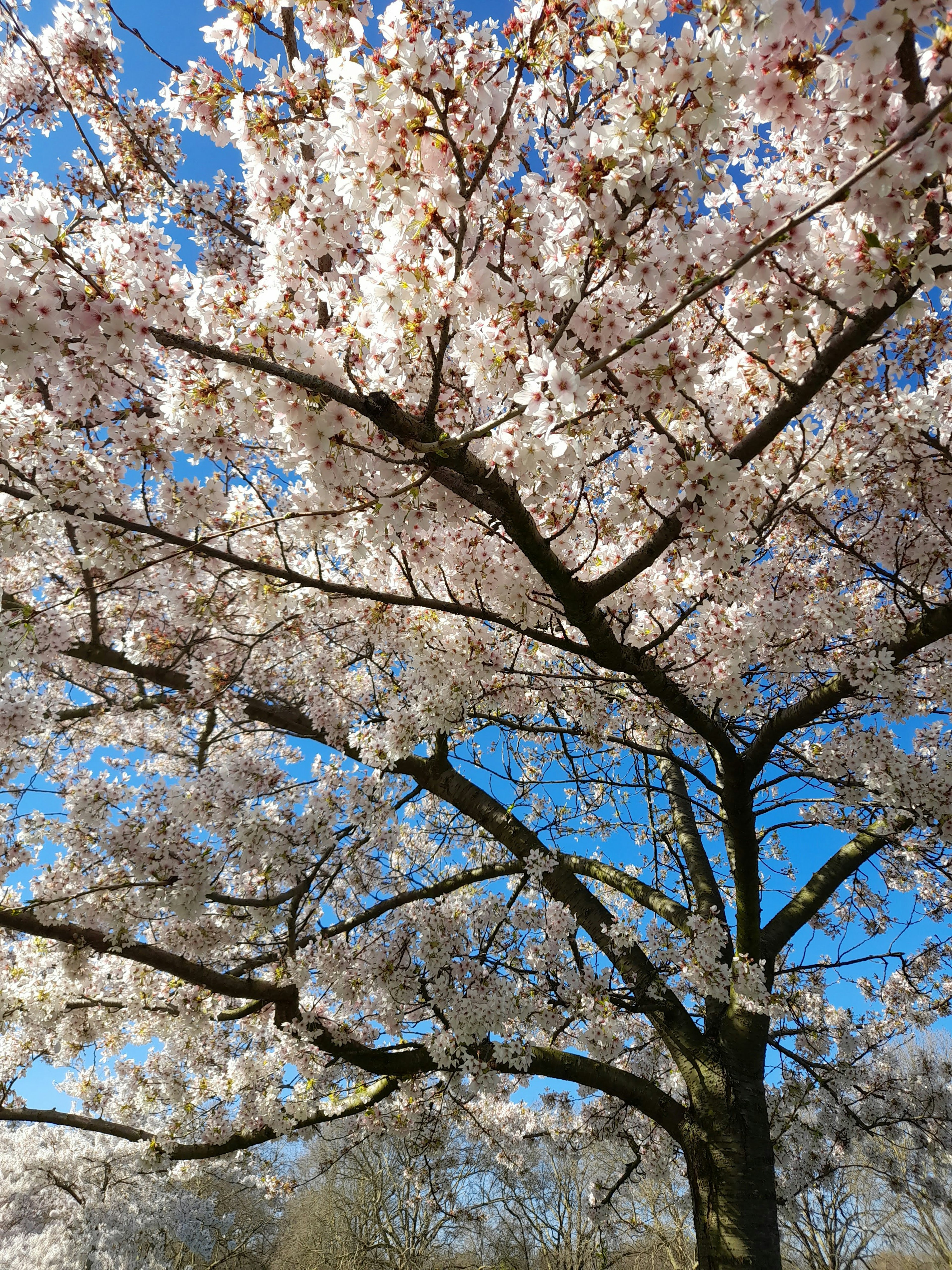 Cherry blossom tree in full bloom under a blue sky