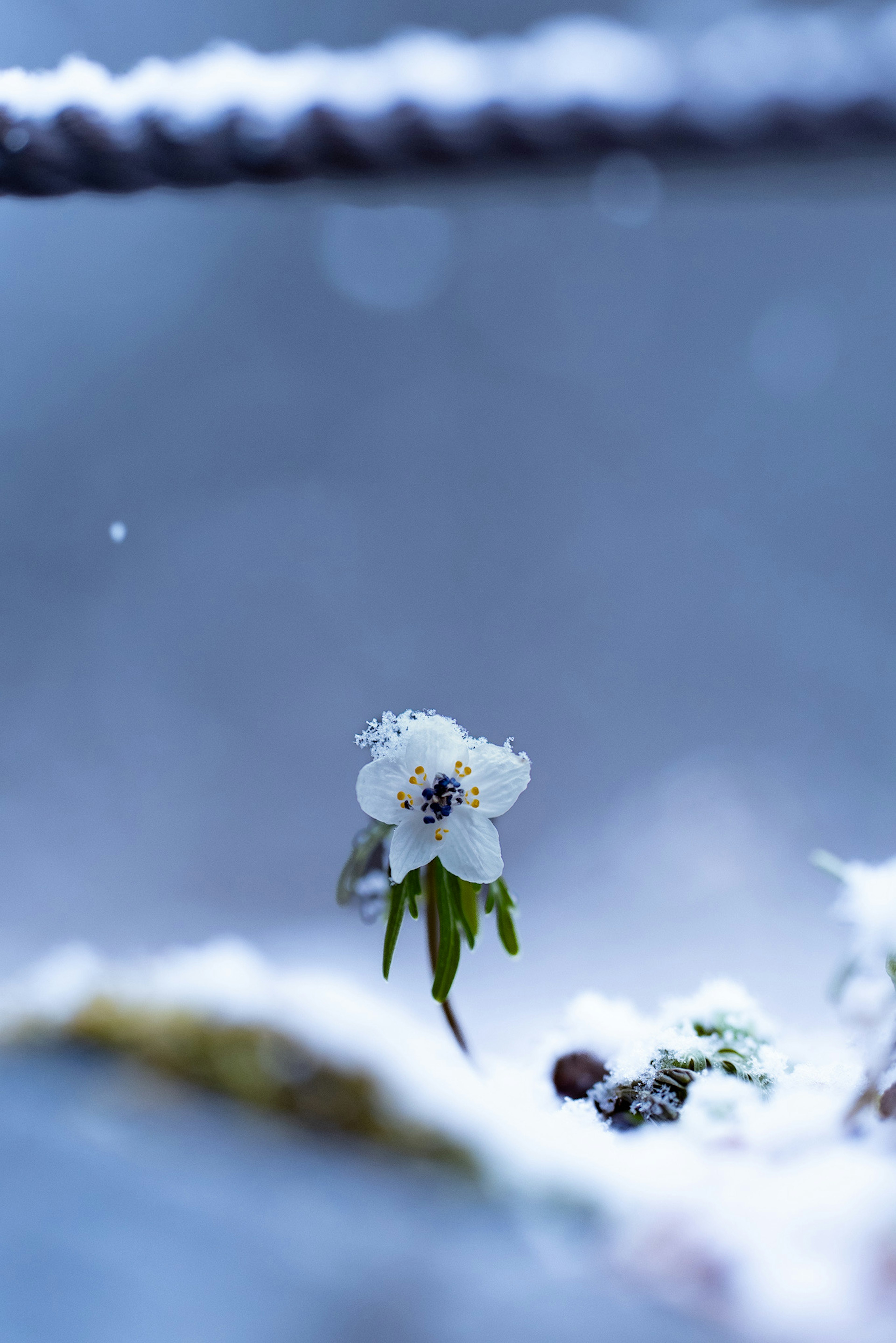 A delicate white flower surrounded by snow against a blurred background