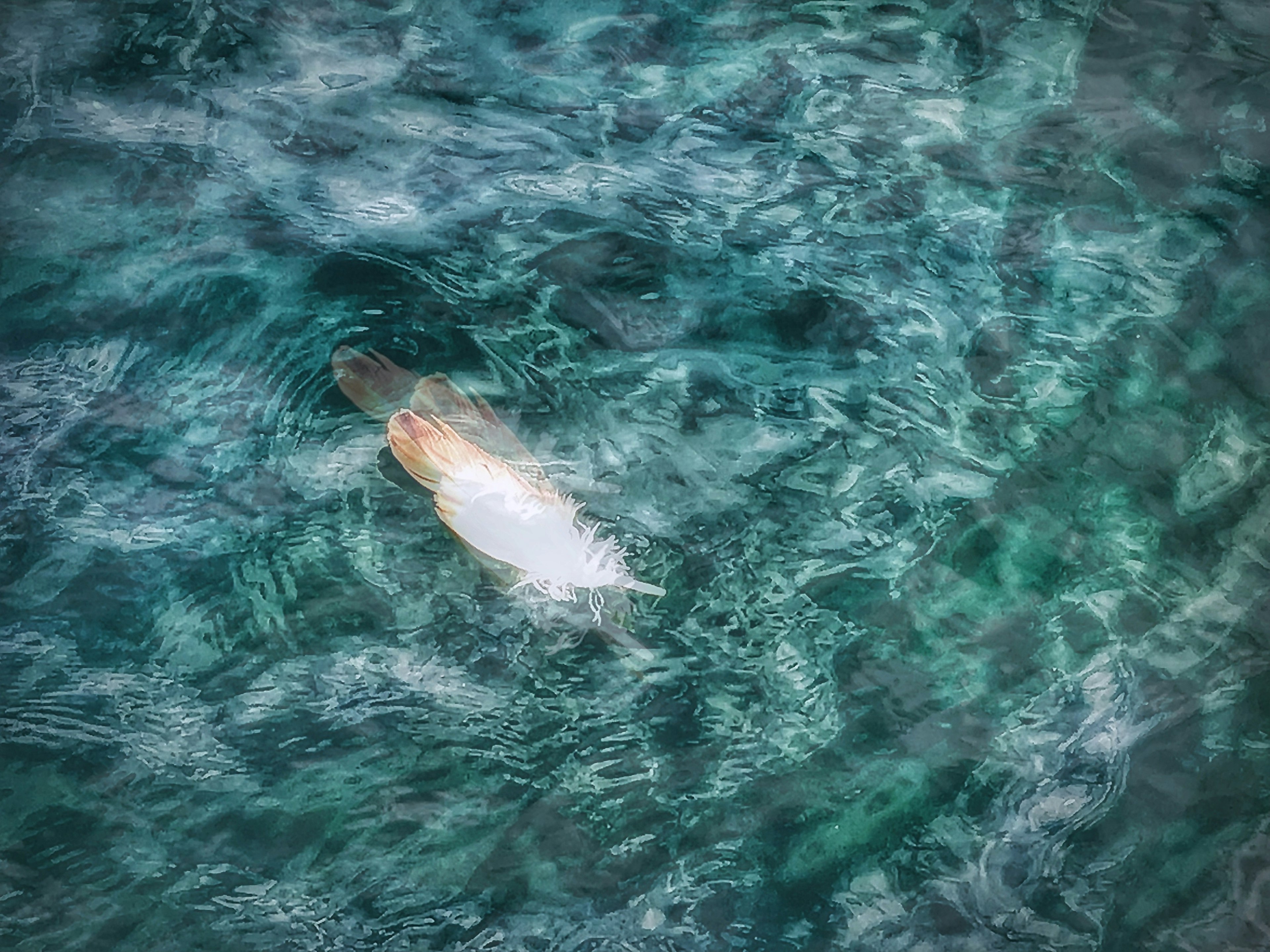 A white dolphin swimming in clear water from above