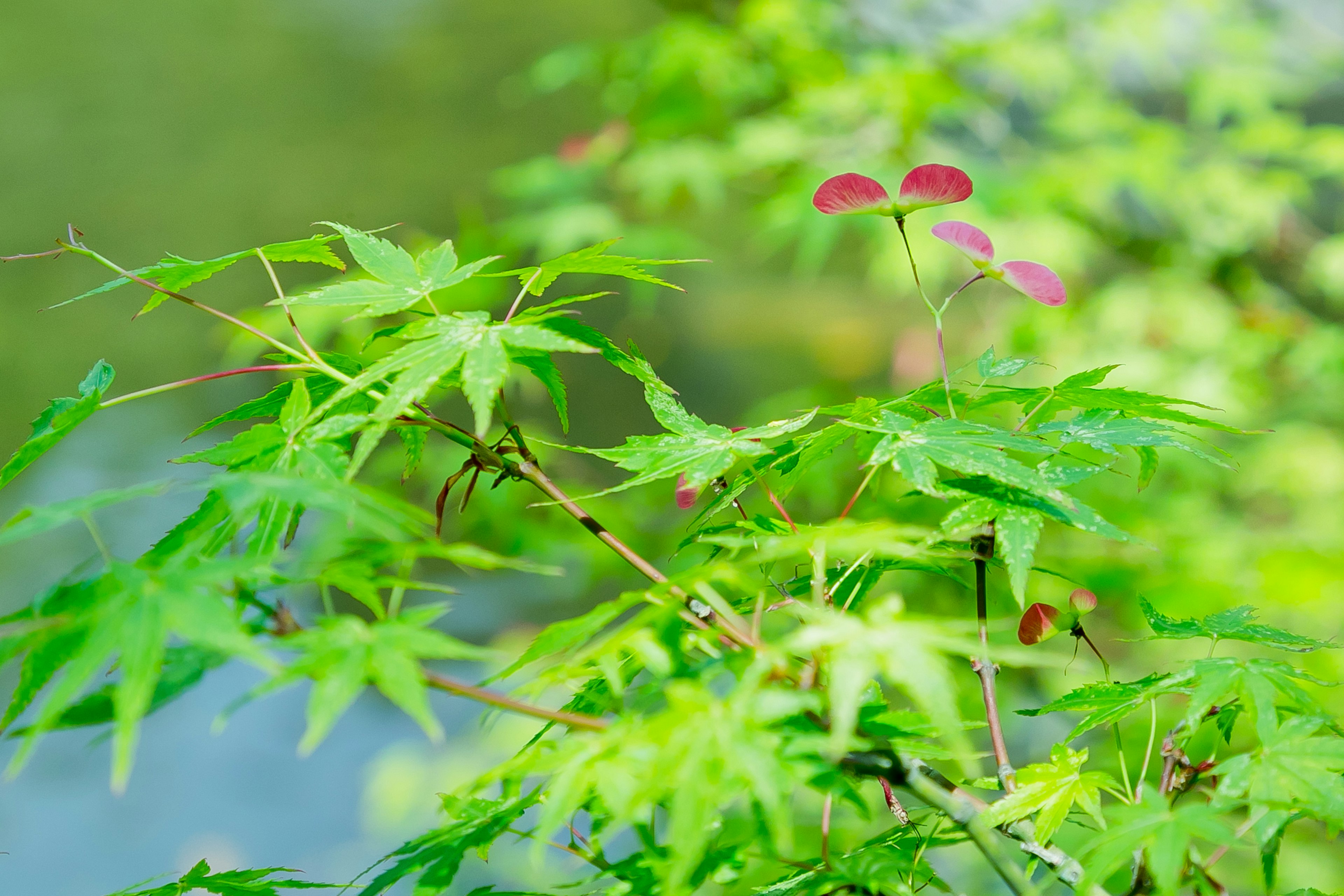 Branch of a maple tree with green leaves and red seeds